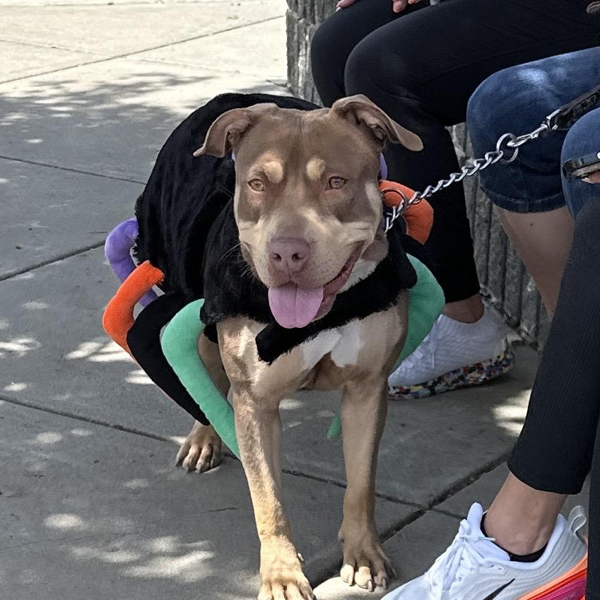 Macy - ECAS, a Adoptable mixed breed in Pleasanton, CA image 6/6