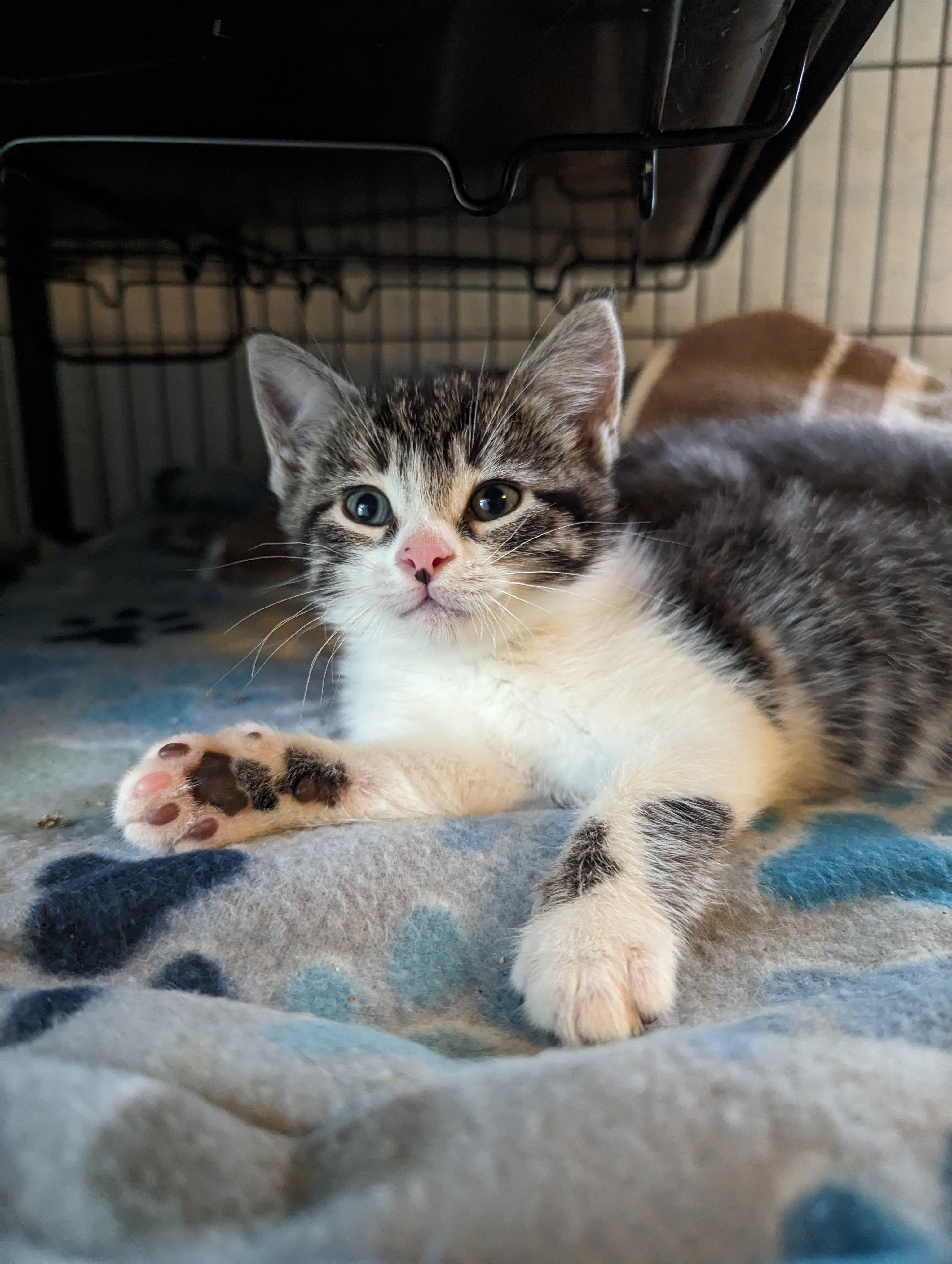 Enlarge Ocean, a Adopted Domestic Short Hair in Little Falls, MN image 1/2
