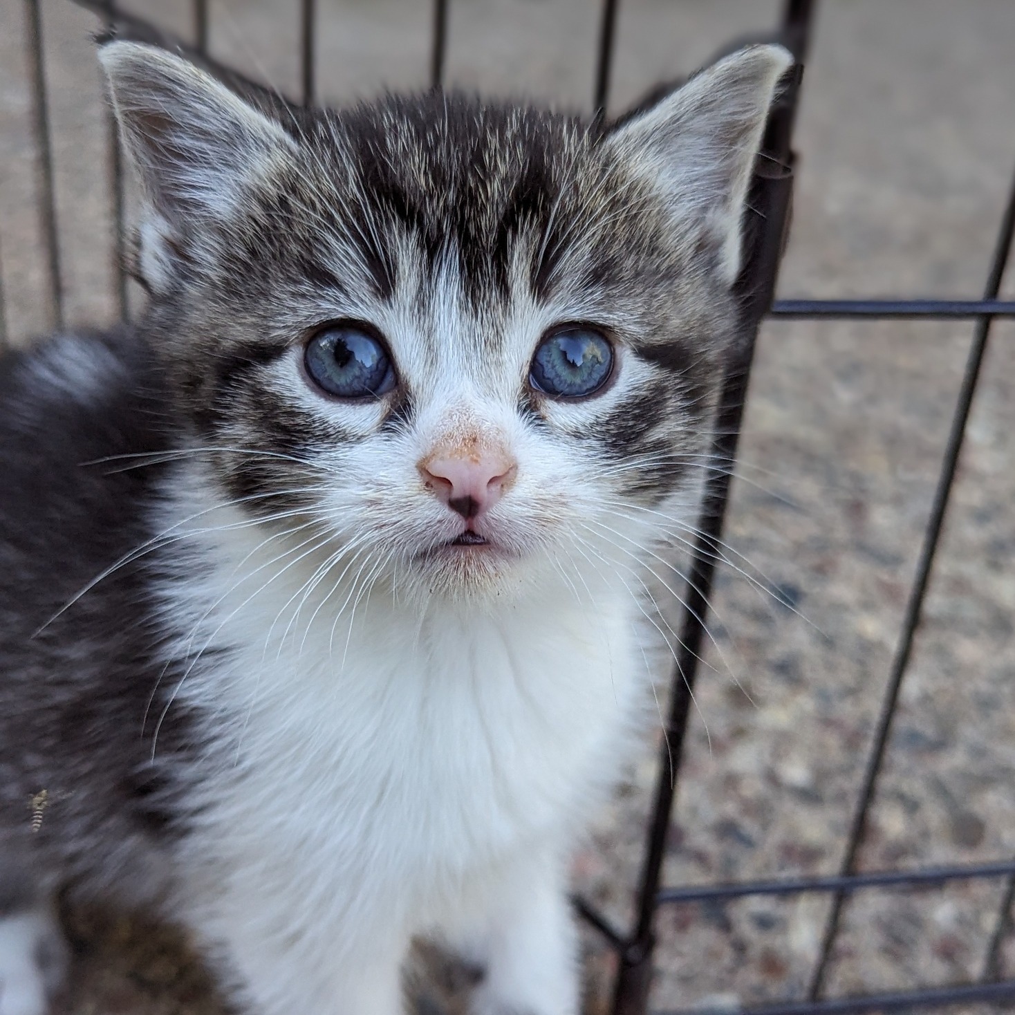 Enlarge Ocean, a Adopted Domestic Short Hair in Little Falls, MN image 2/2