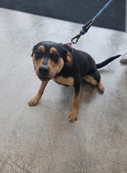 Stella Rose — thumbnail 2