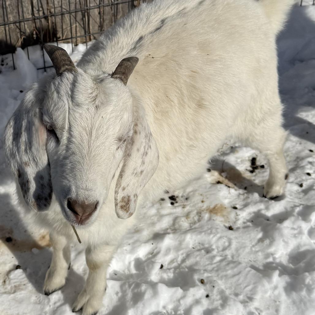 West Indies (Indy), Adoptable, Adult Female Goat.