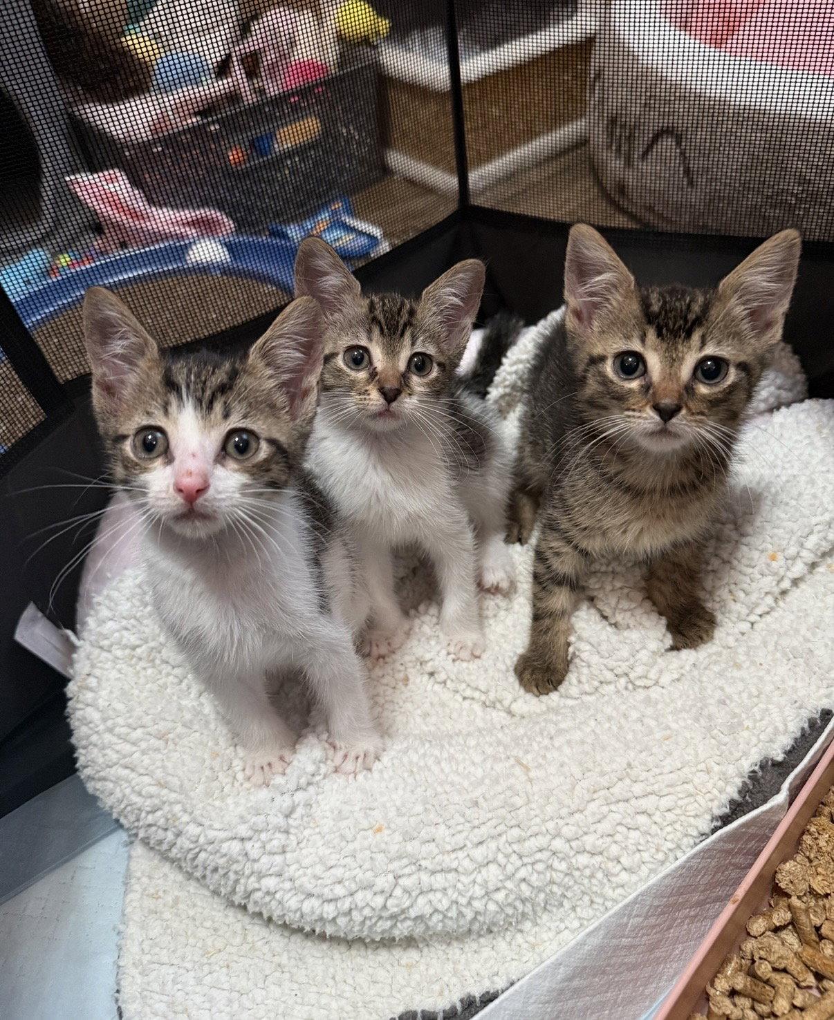 Berlioz, Adopted, Kitten Male Domestic Short Hair & Tabby.