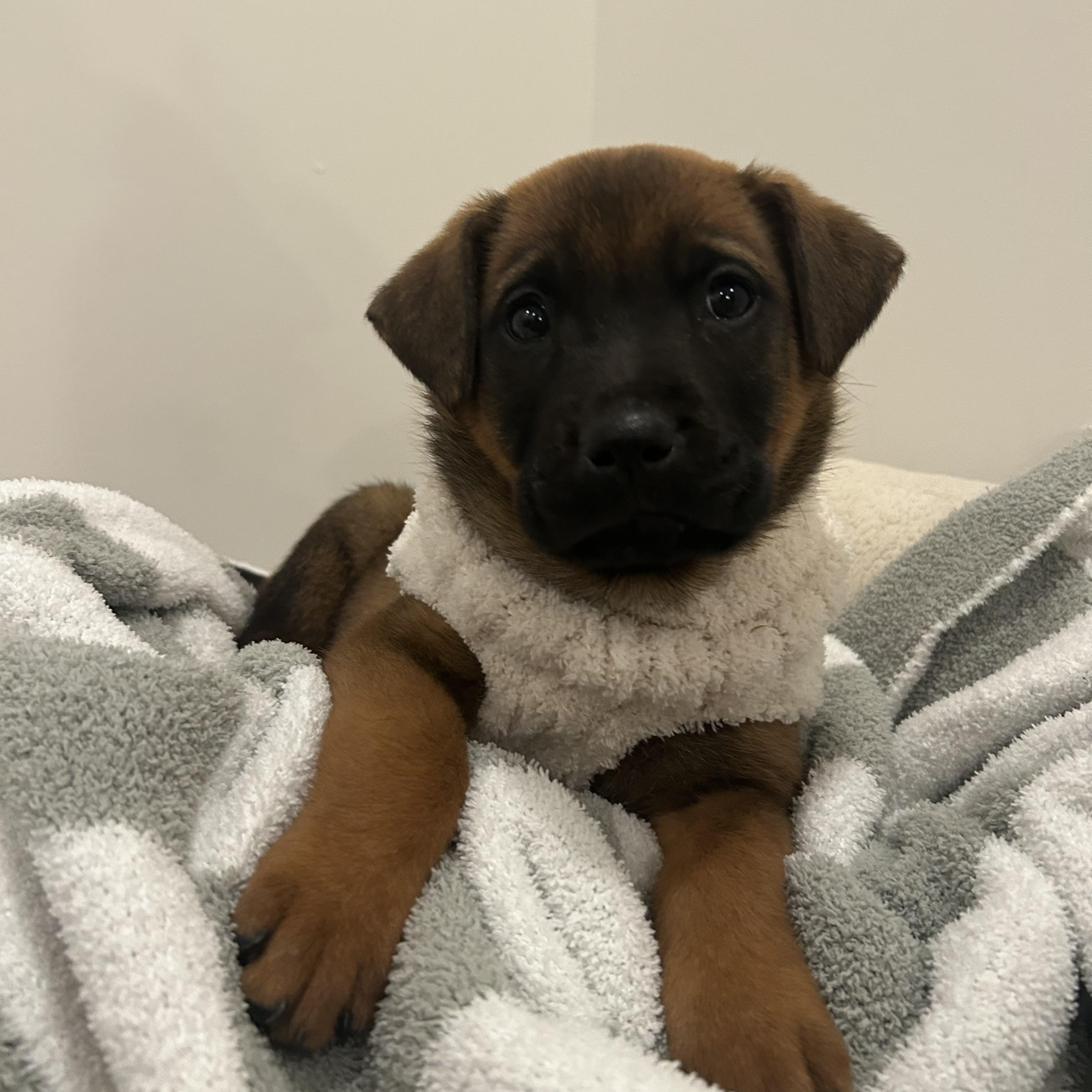 Pancake, adoptable, Puppy Female Shepherd.