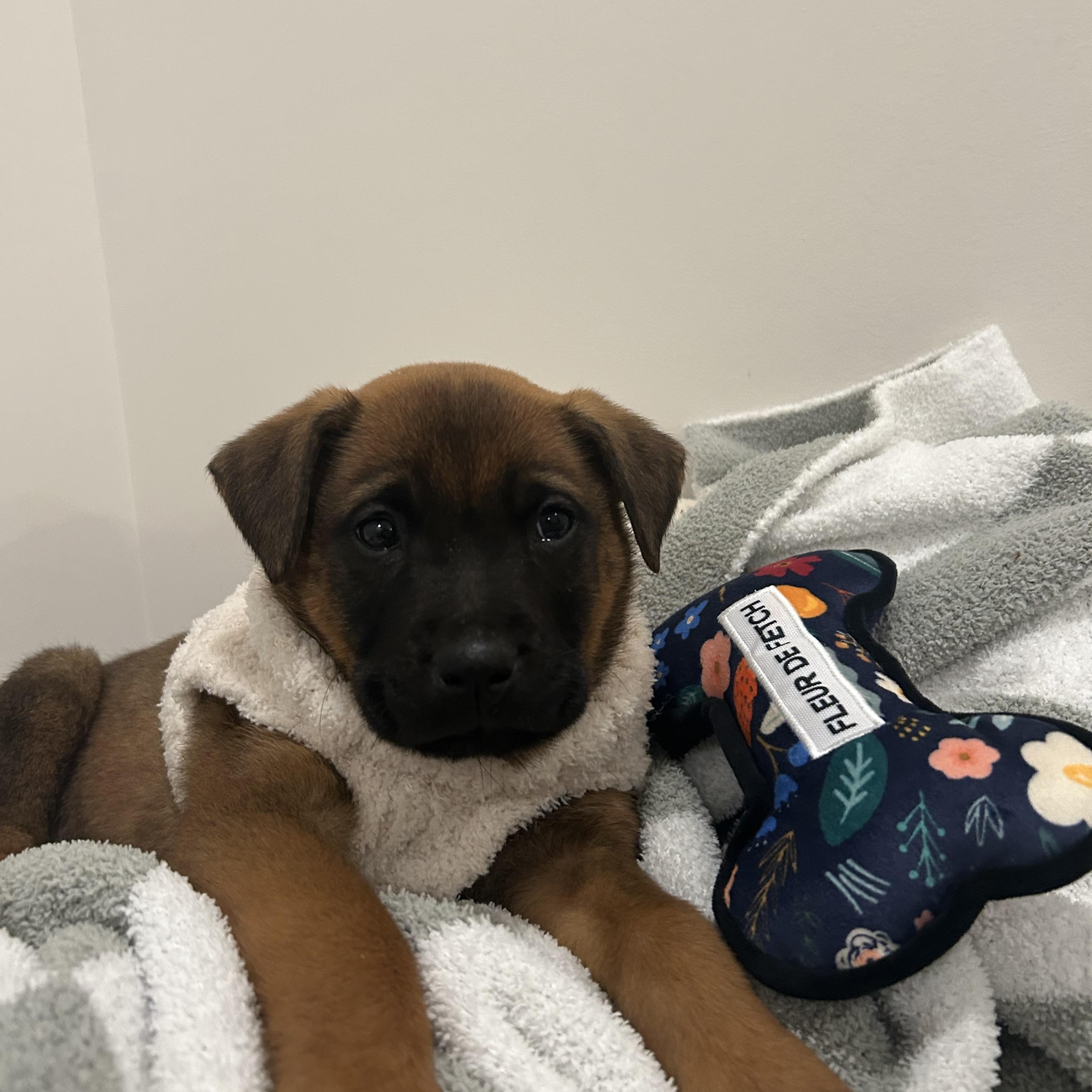 Enlarge Pancake, an adoptable Shepherd in Charlotte, NC image 2/4
