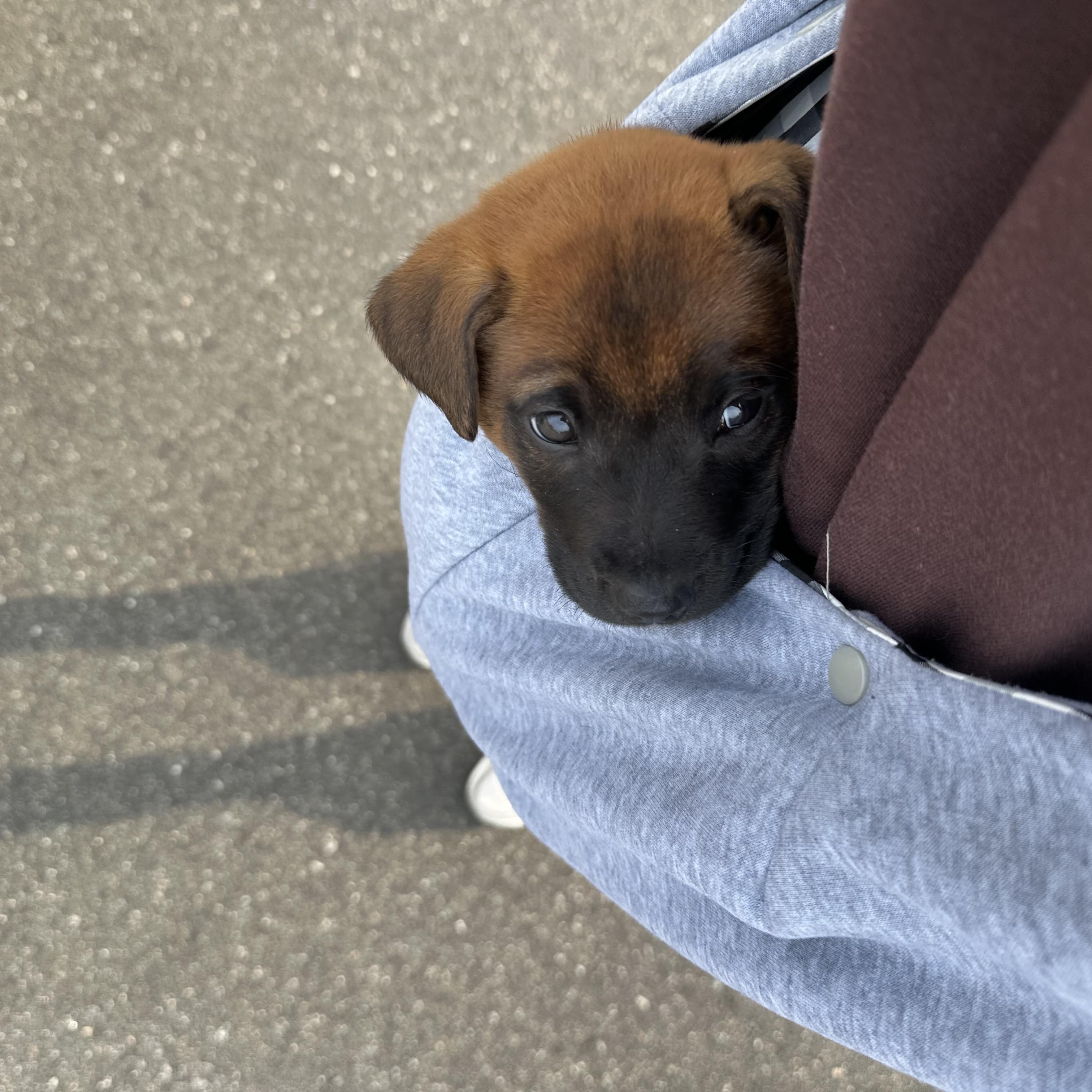 Enlarge Pancake, an adoptable Shepherd in Charlotte, NC image 4/4