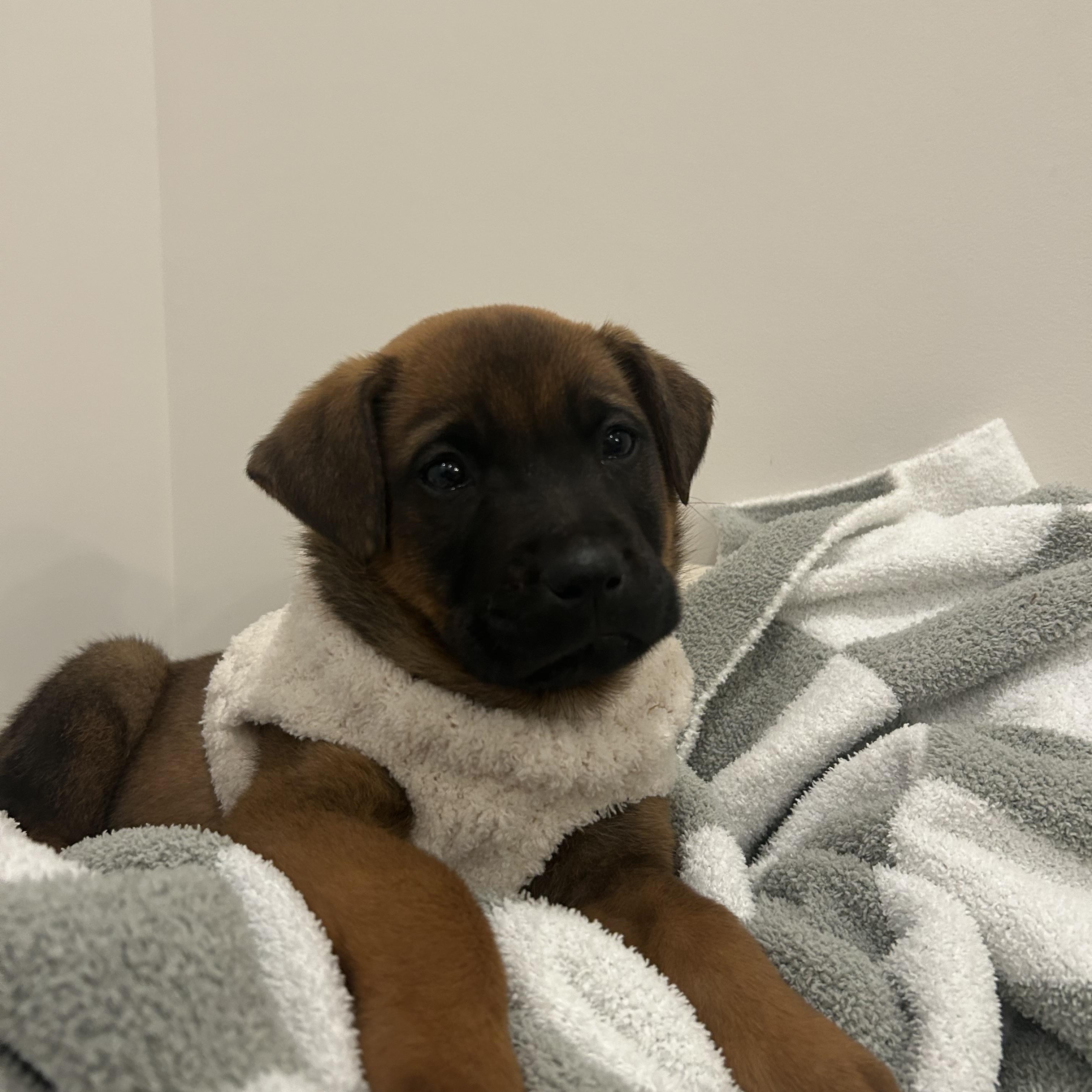 Enlarge Pancake, an adoptable Shepherd in Charlotte, NC image 3/4