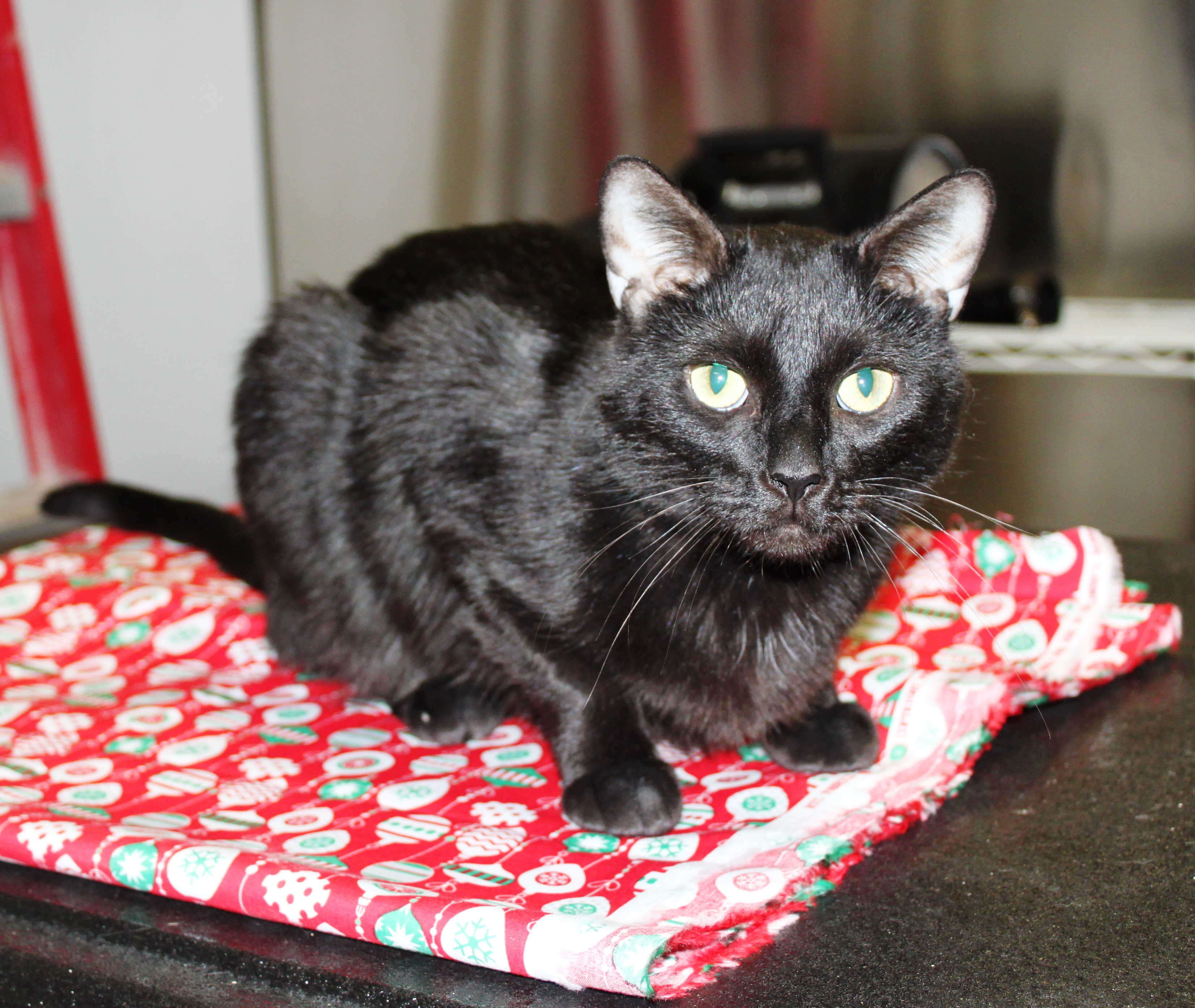 Enlarge Bingo, an adoptable Domestic Short Hair in Nolensville, TN image 1/2