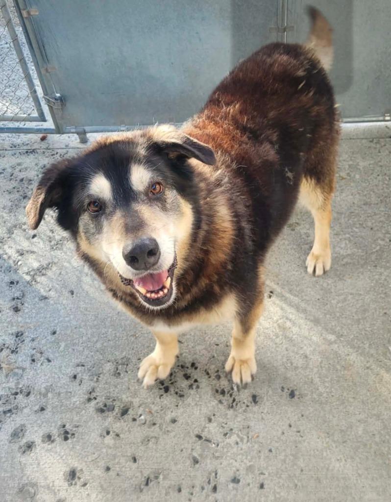 Stihl, Adoptable, Senior Male Alaskan Malamute & Vizsla.
