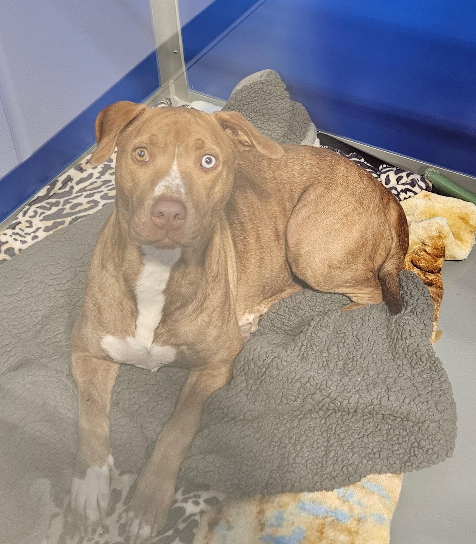 Kali, ADOPTABLE, Adult Female Pit Bull Terrier.