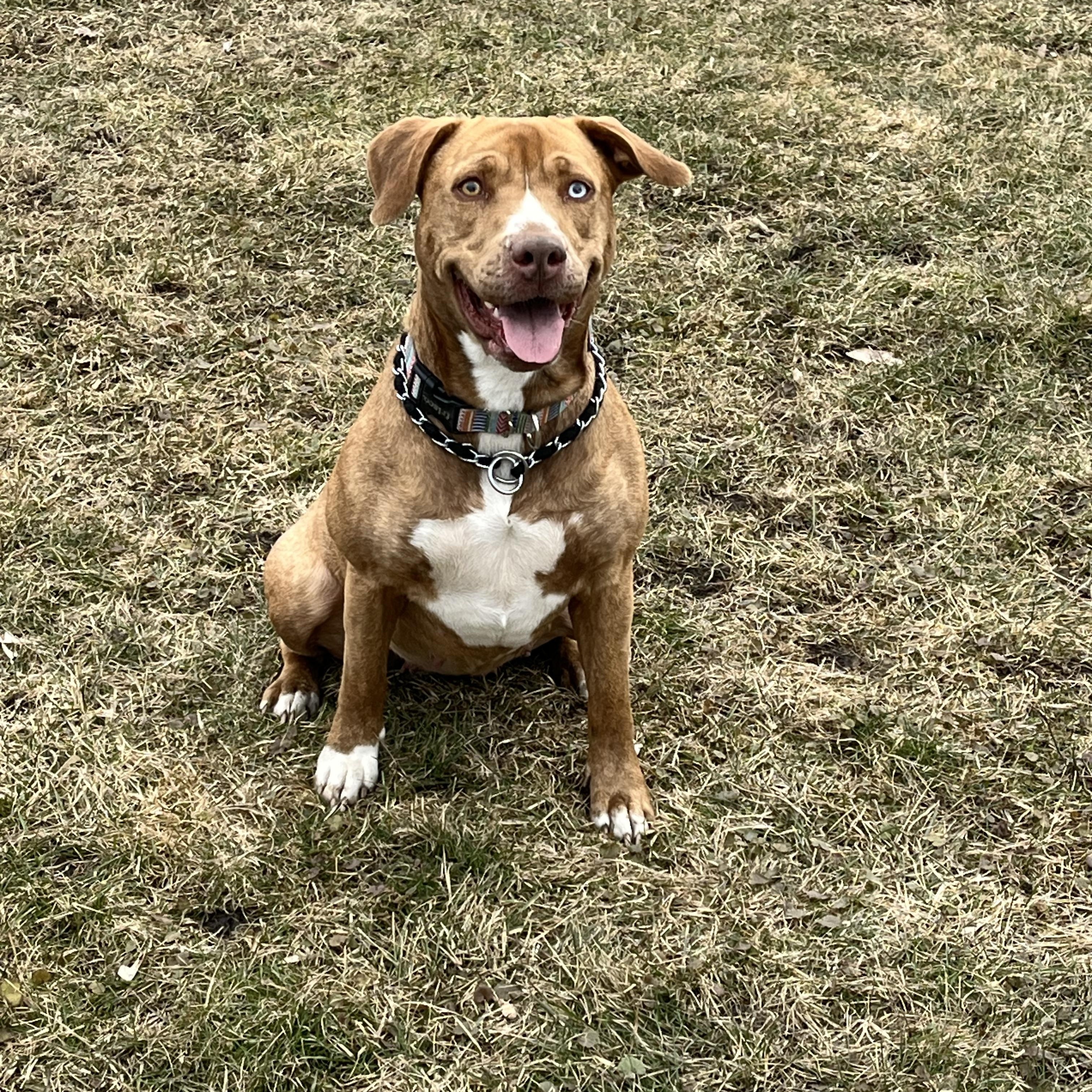 Kali, ADOPTABLE, Young Female Pit Bull Terrier.