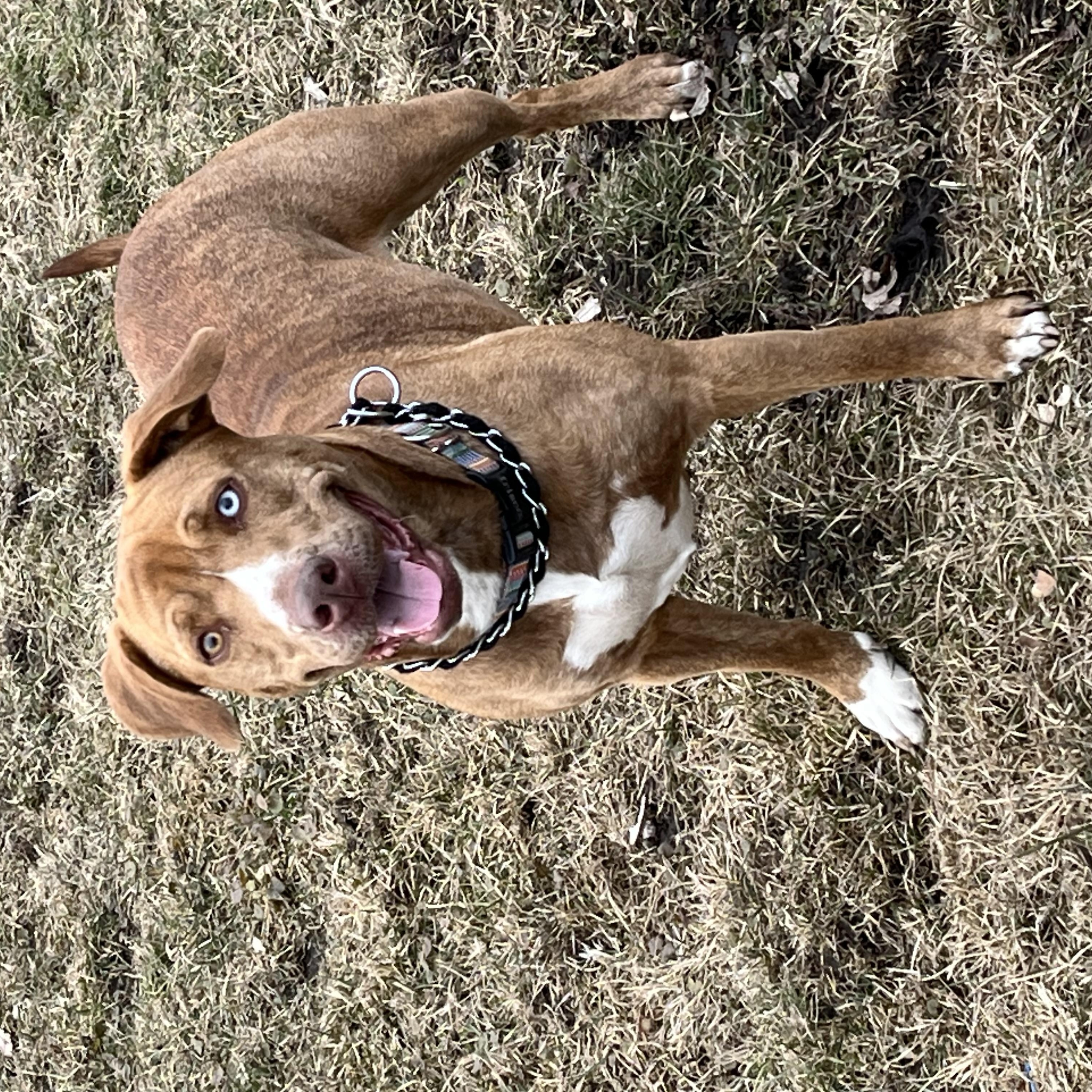 Enlarge Kali, a ADOPTABLE mixed breed in Kalamazoo, MI image 3/4