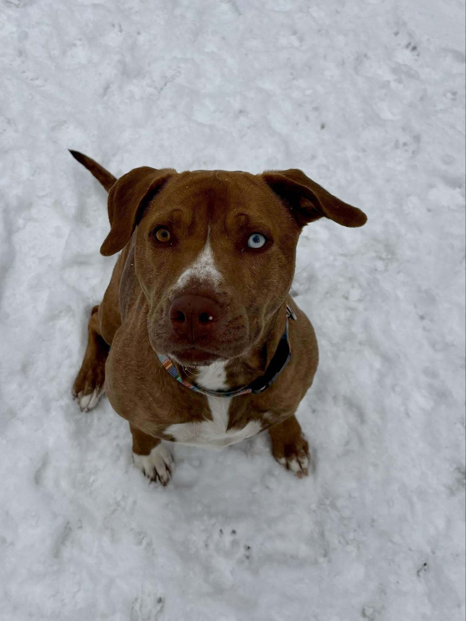 Kali, ADOPTABLE, Adult Female Pit Bull Terrier.