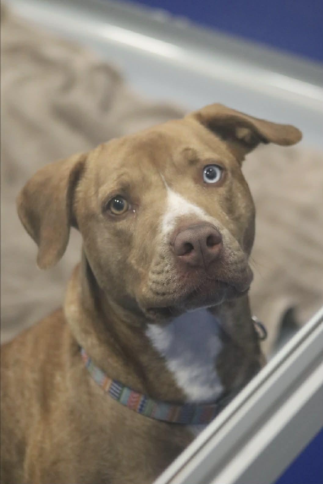 Enlarge Kali, a ADOPTABLE mixed breed in Kalamazoo, MI image 4/4