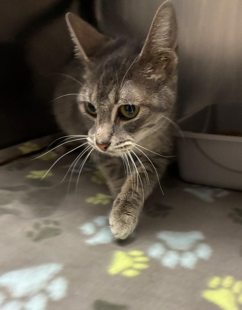 Arianna, Adoptable, Adult Female Domestic Short Hair.