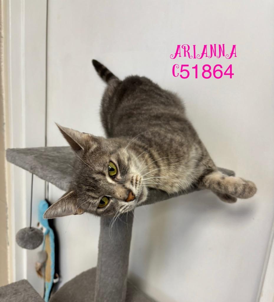 Enlarge Arianna, a Adoptable mixed breed in Clarksville, TN image 2/2