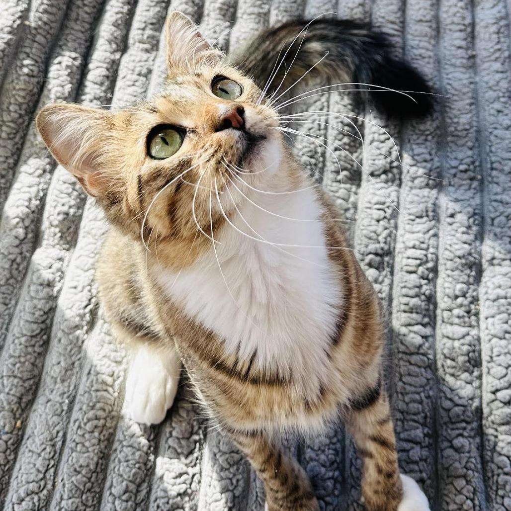 Enlarge Origami, a Adoptable Domestic Medium Hair in Denver, CO image 1/4