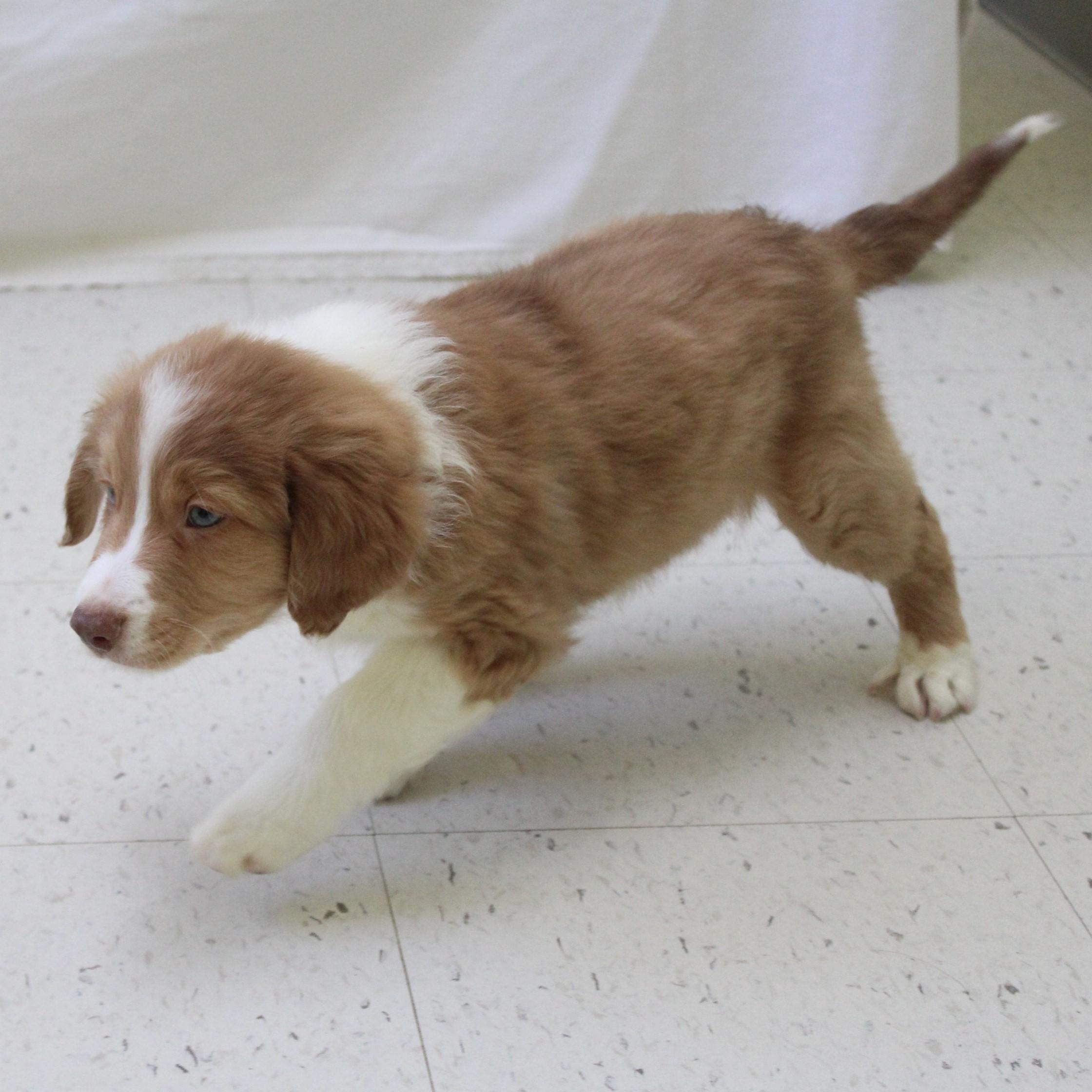 Wellington, an adopted mixed breed in Eaton, OH image 4/4