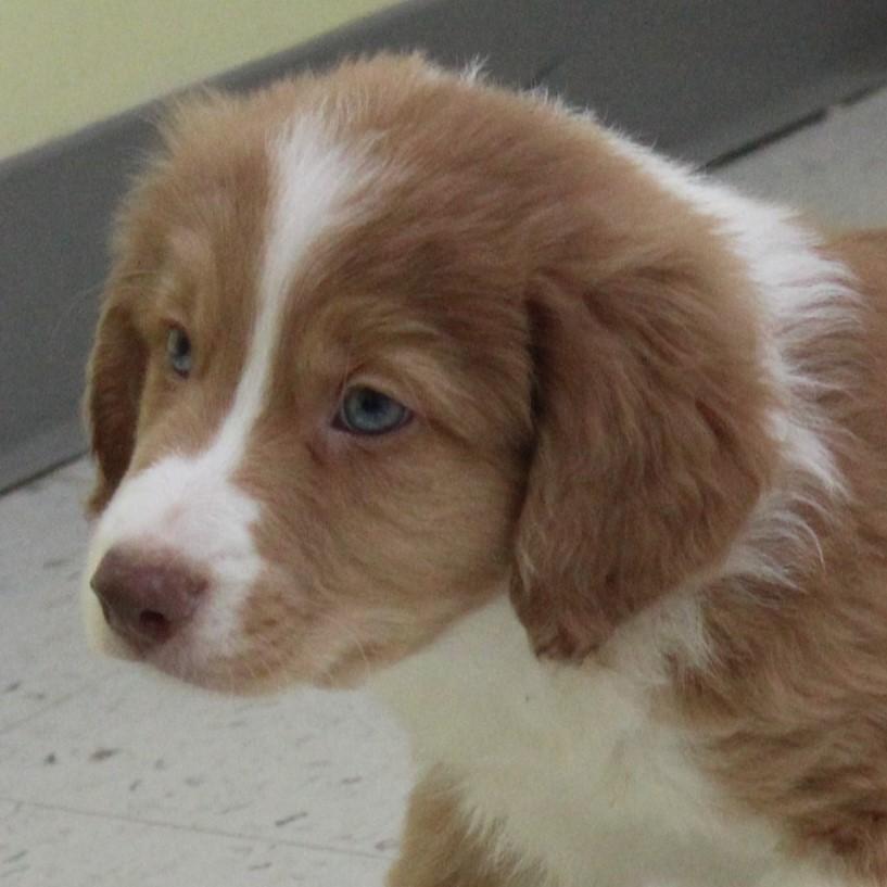 Wellington, an adopted mixed breed in Eaton, OH image 3/4