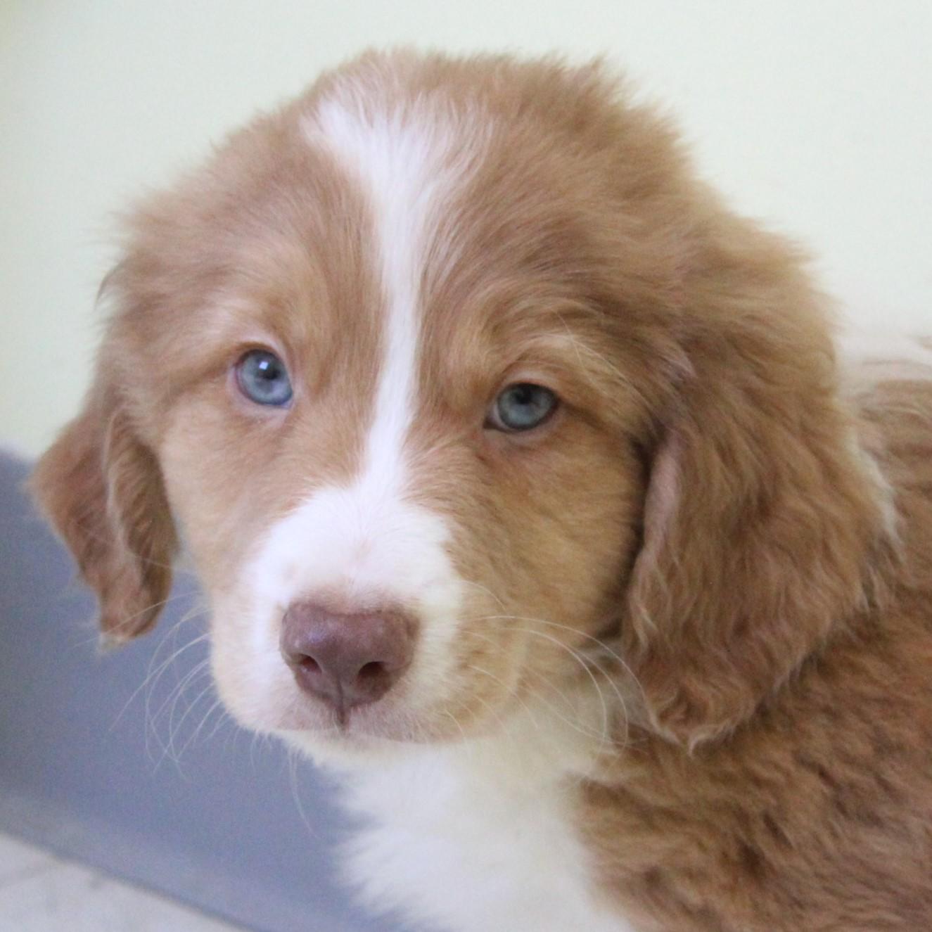 Wellington, an adopted mixed breed in Eaton, OH image 1/4