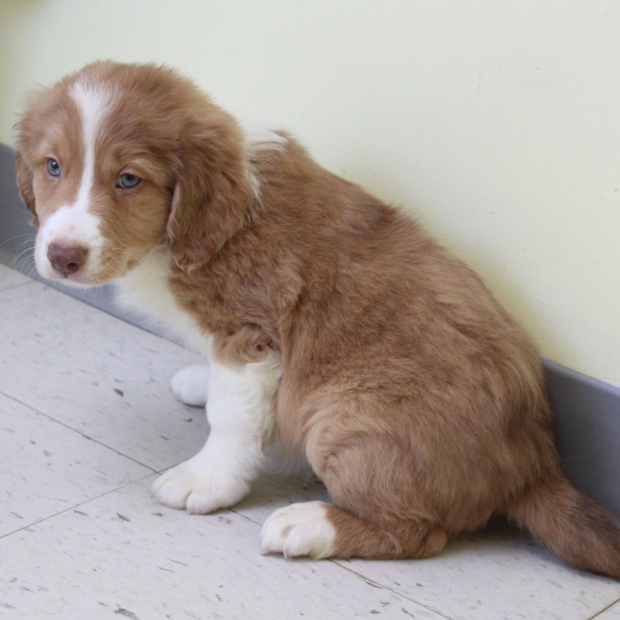 Wellington, an adopted mixed breed in Eaton, OH image 2/4