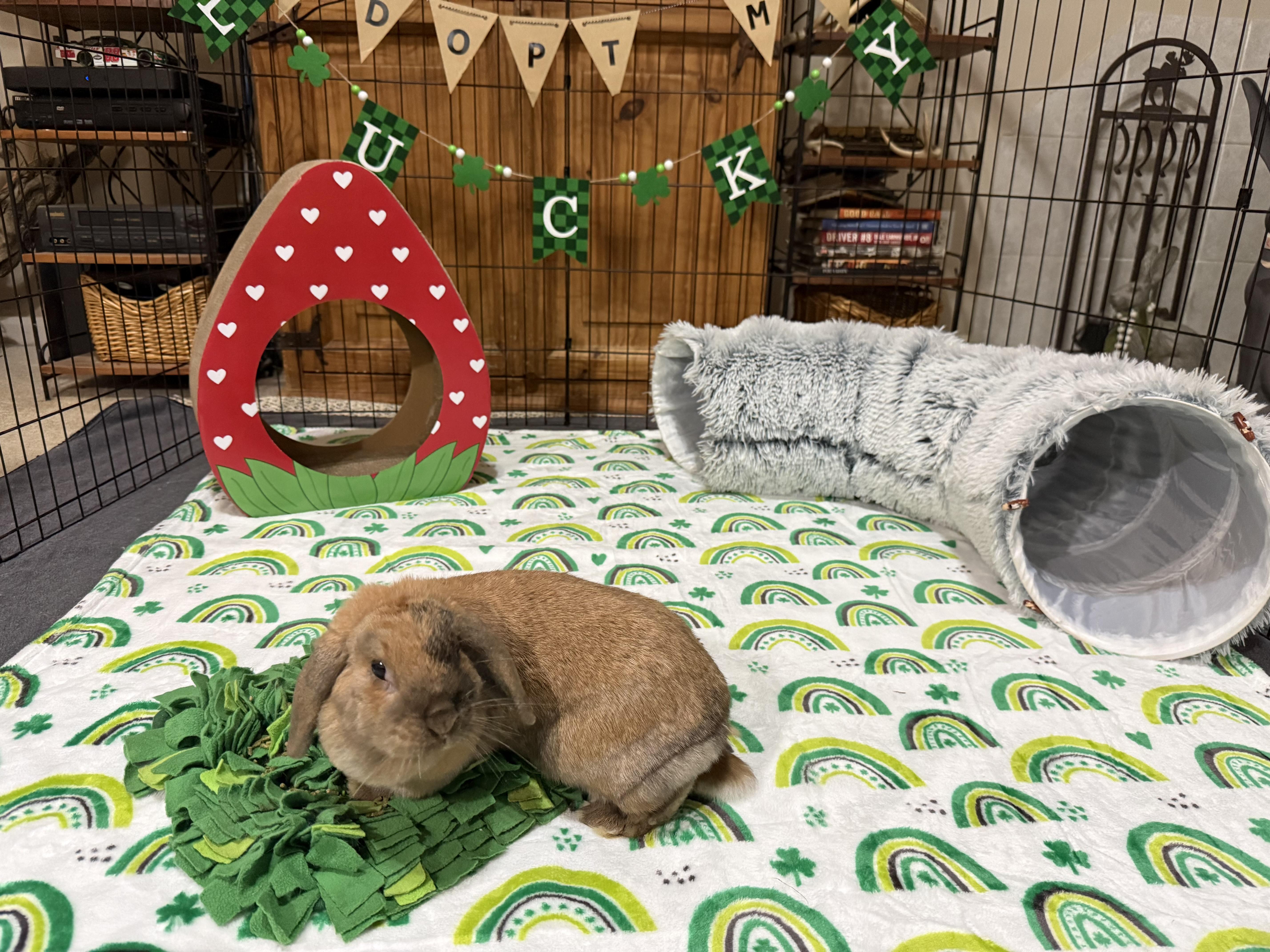 Enlarge Celia, a ADOPTABLE mixed breed in Little Rock, AR image 4/5