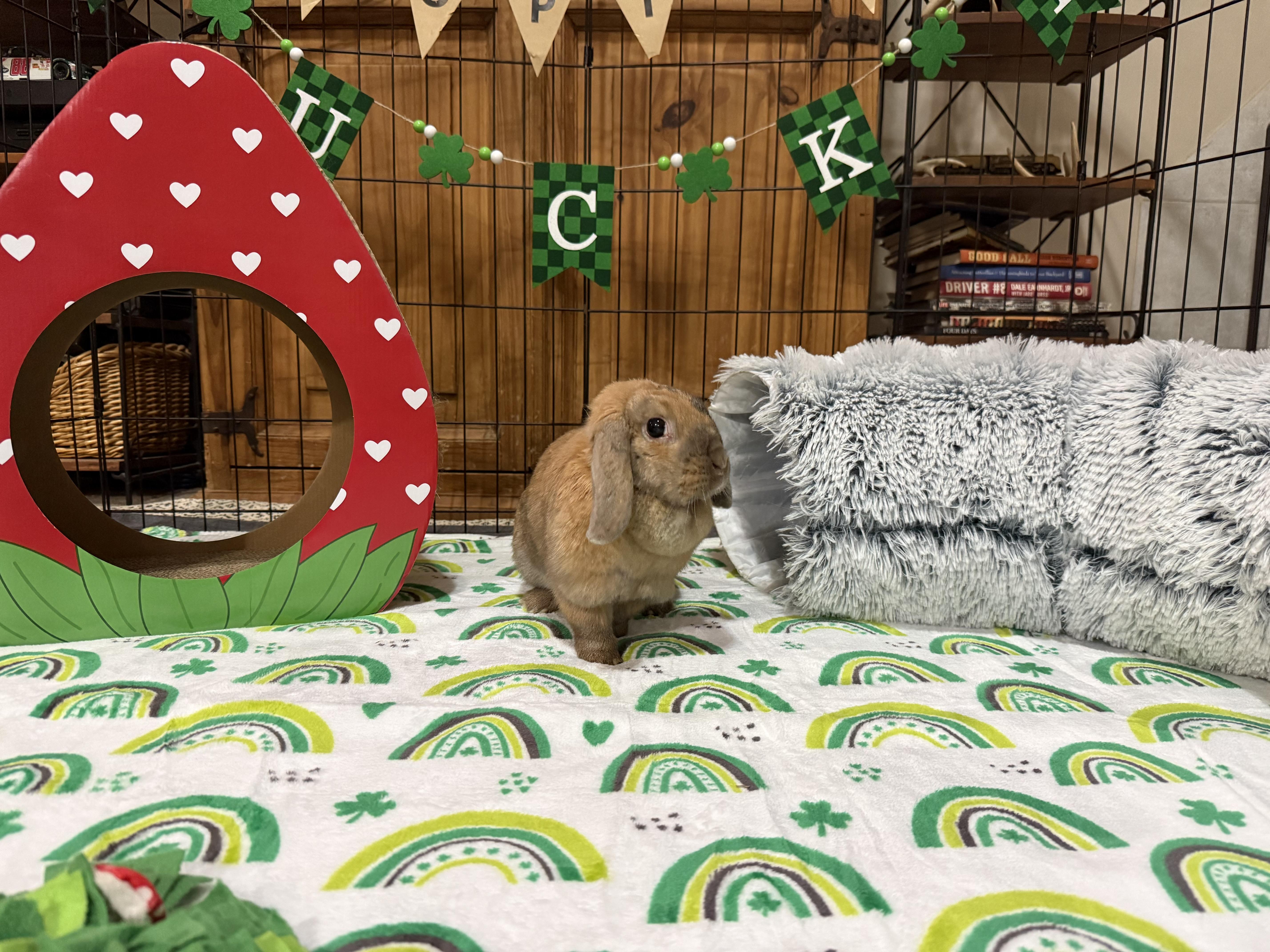 Enlarge Celia, a ADOPTABLE mixed breed in Little Rock, AR image 1/5