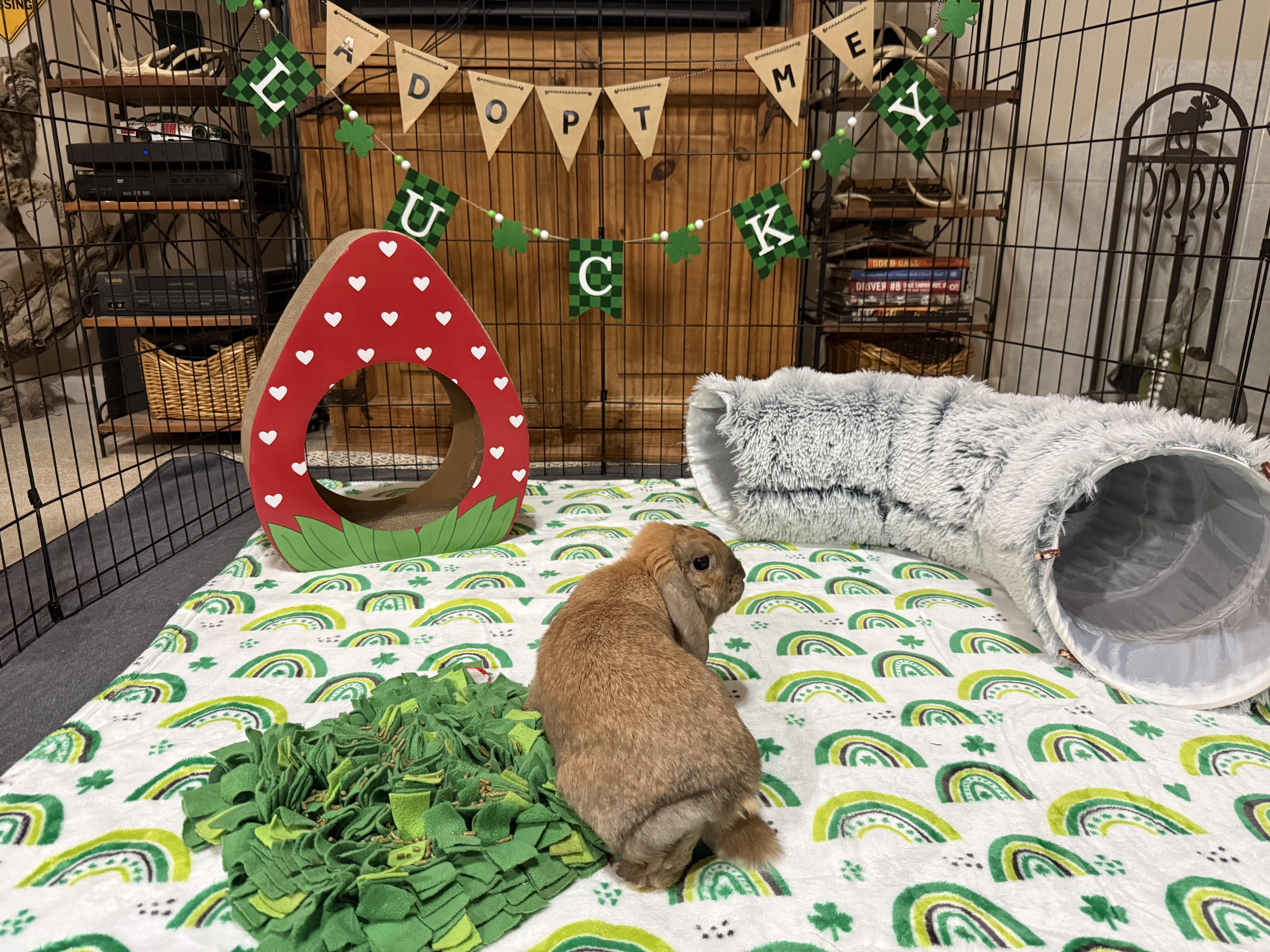 Enlarge Celia, a ADOPTABLE mixed breed in Little Rock, AR image 3/5