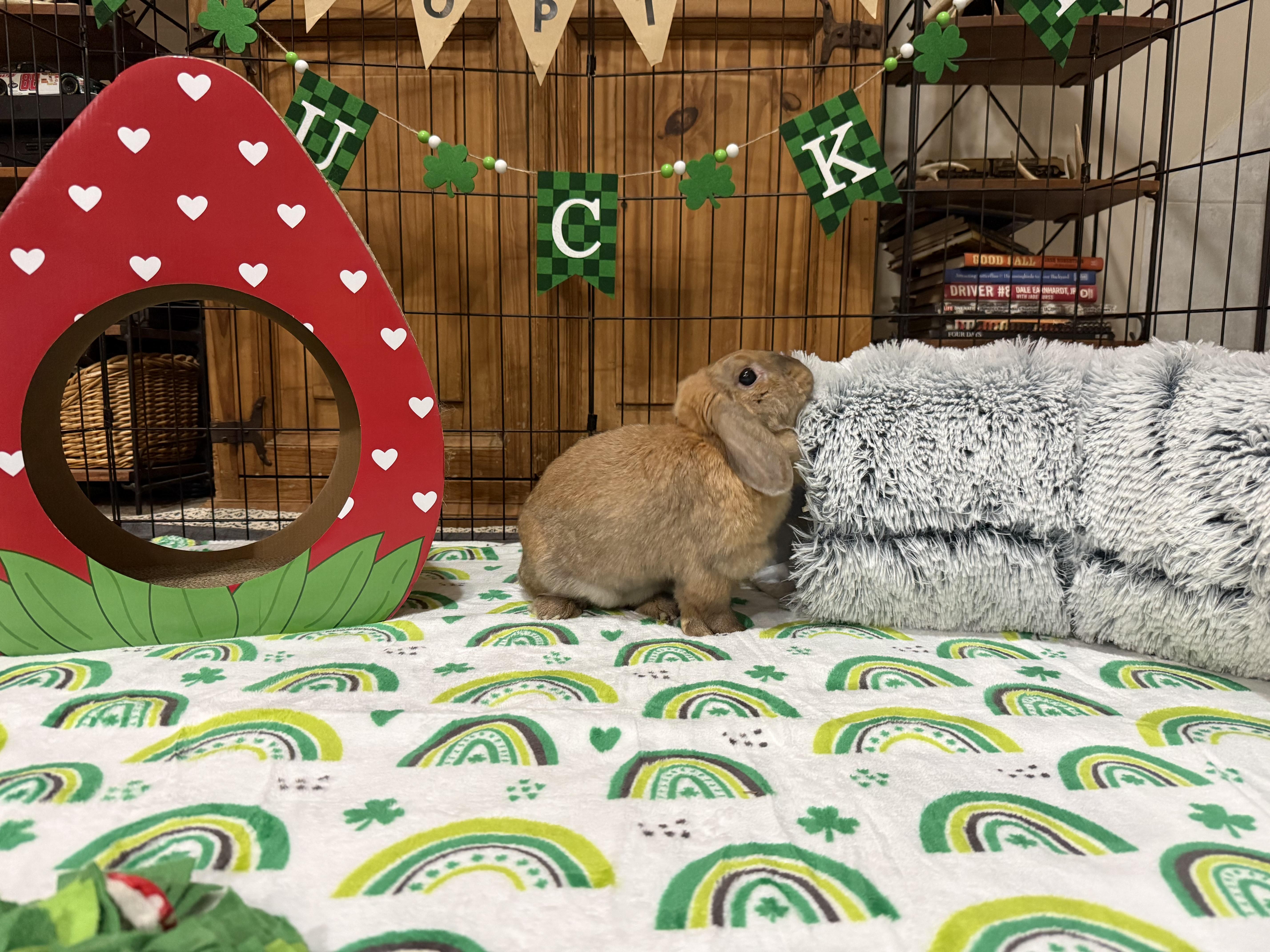 Enlarge Celia, a ADOPTABLE mixed breed in Little Rock, AR image 2/5