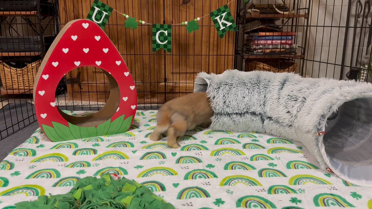 Enlarge Celia, a ADOPTABLE mixed breed in Little Rock, AR video 5/5