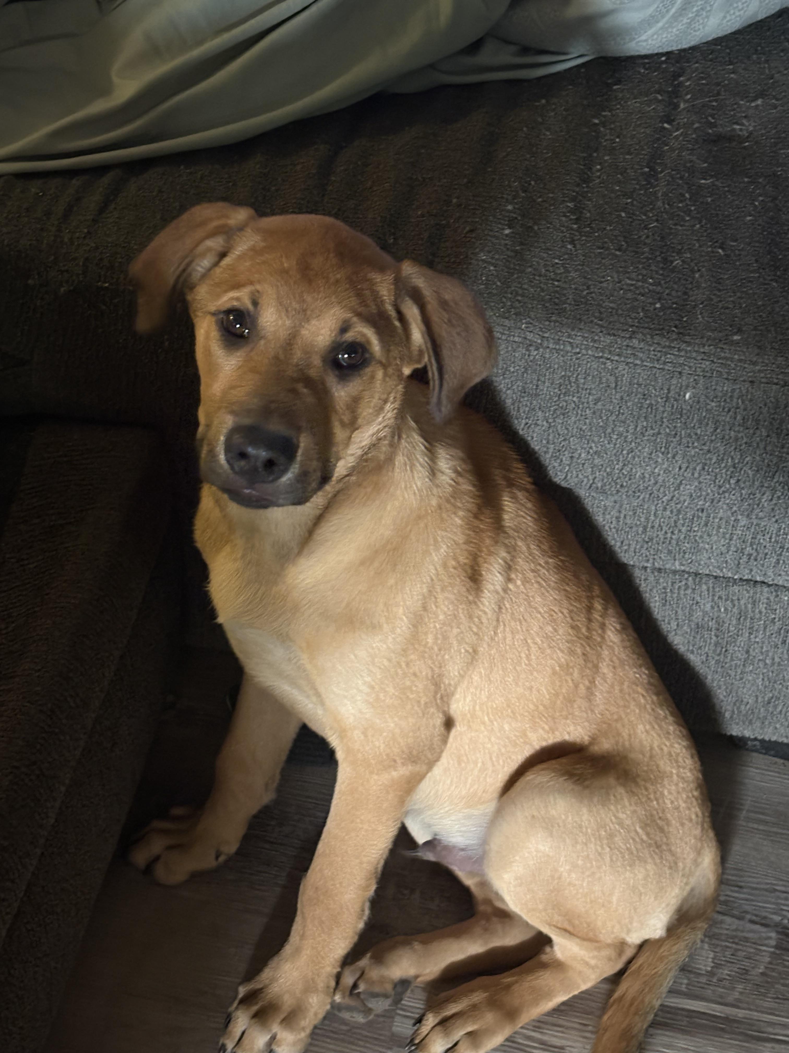 Frodo Baggins *COURTESY POST*, adopted, Young Male Mixed Breed.