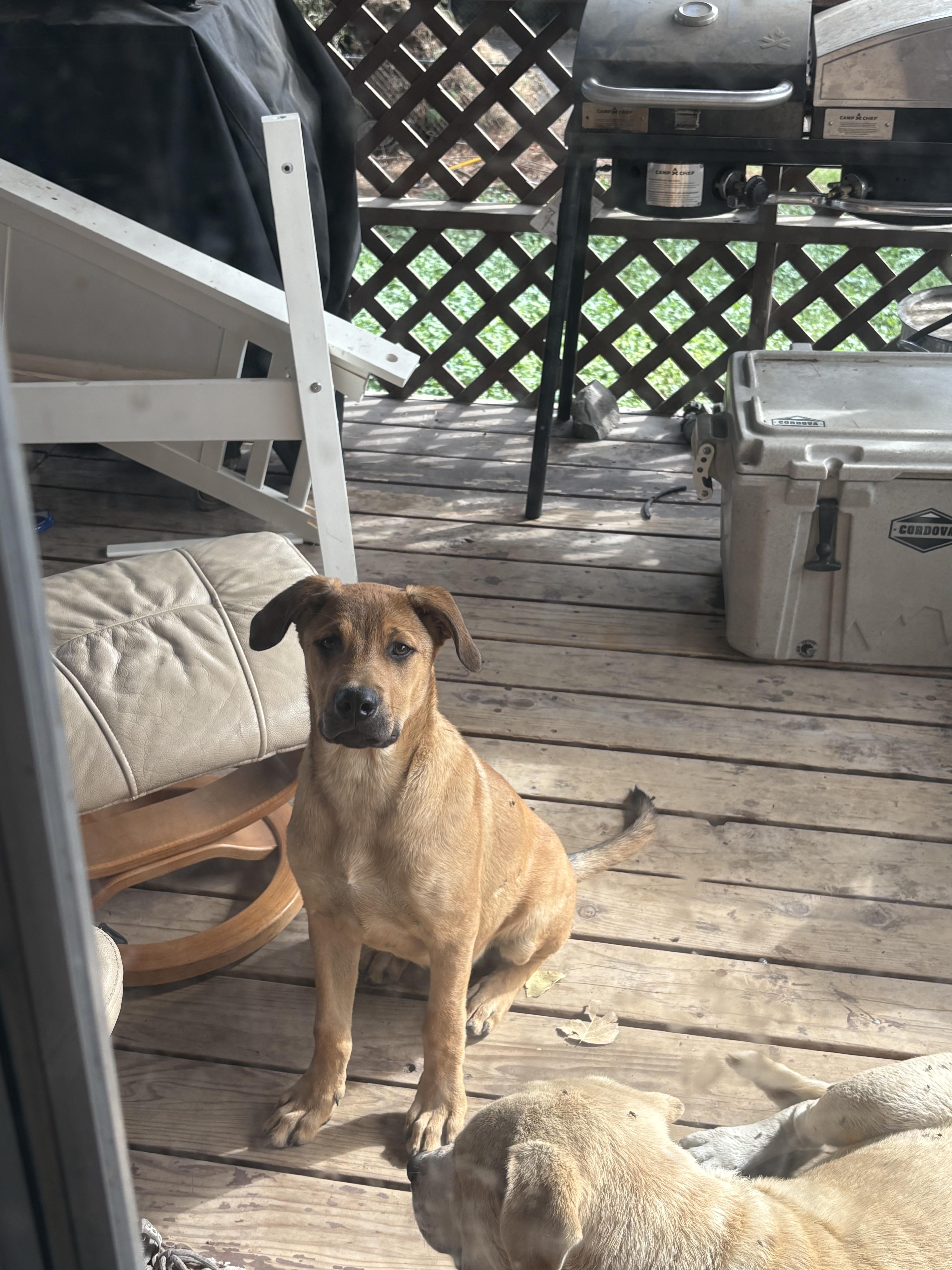 Frodo Baggins *COURTESY POST*, an adopted Mixed Breed in Lewiston, ID image 2/2