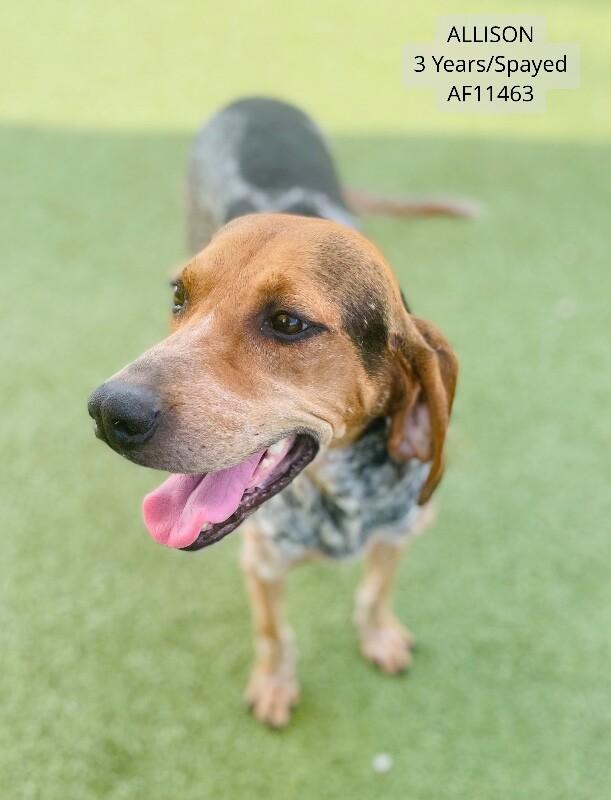 Enlarge Allison, a Adoptable mixed breed in Supply, NC image 1/1