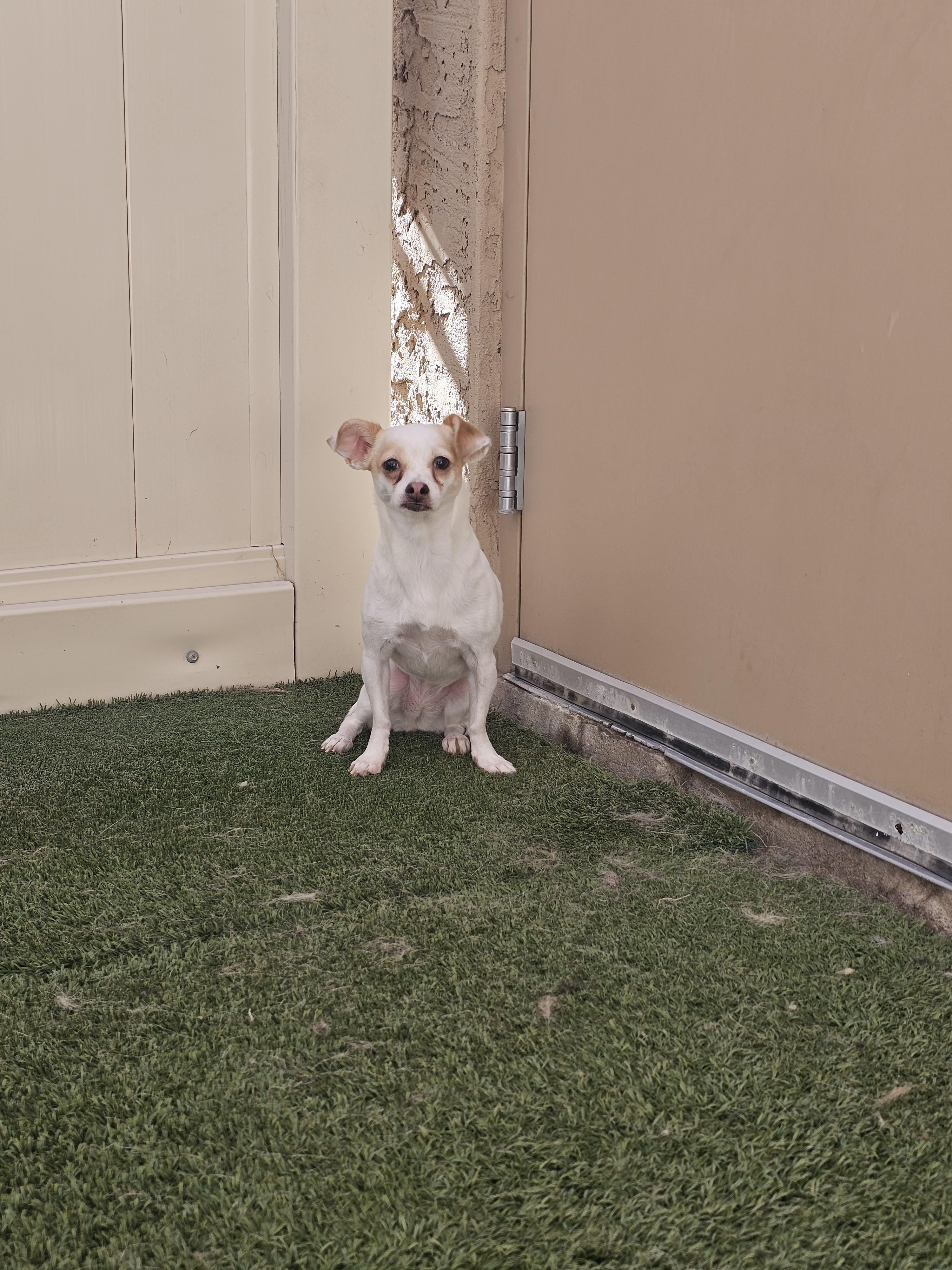 Lady, Adopted, Adult Female Chihuahua.
