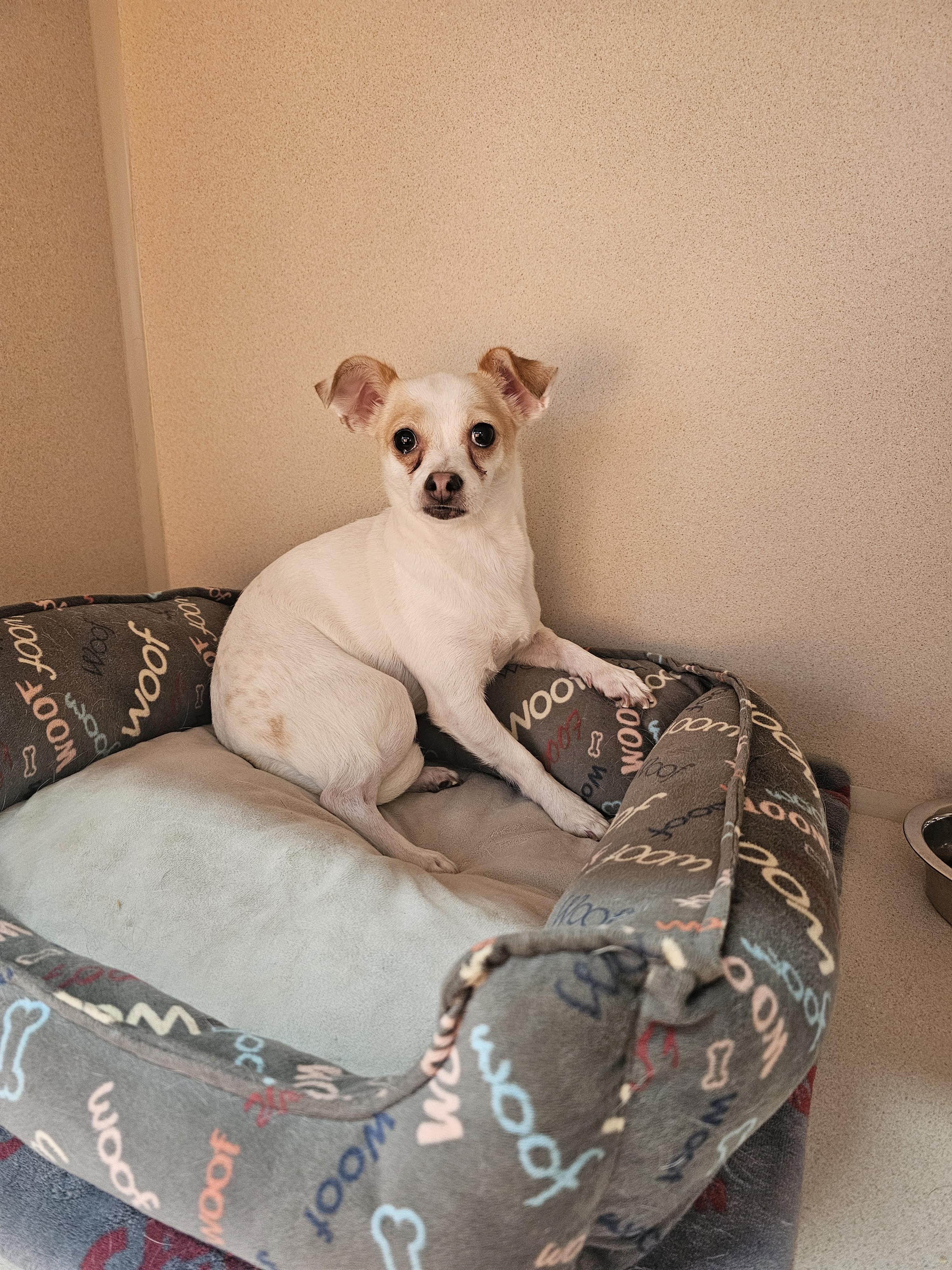 Enlarge Lady, a Adopted mixed breed in Mesa, AZ image 2/3