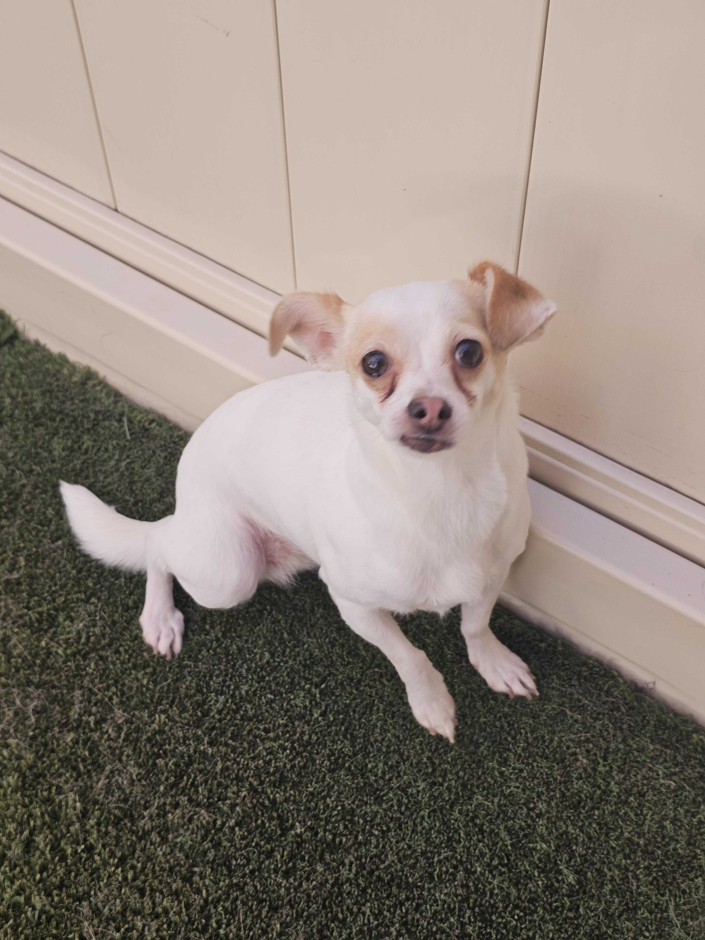 Enlarge Lady, a Adopted mixed breed in Mesa, AZ image 3/3