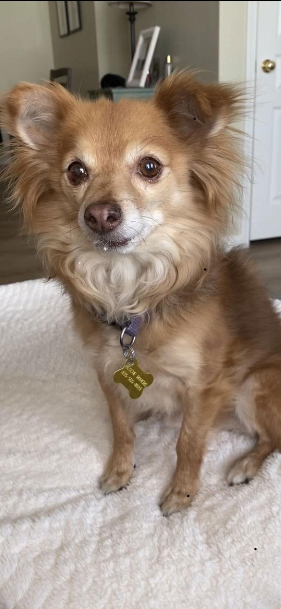 Fauxy, Adoptable, Senior Male Pomeranian.