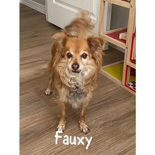 Fauxy, Adoptable, Senior Male Pomeranian.