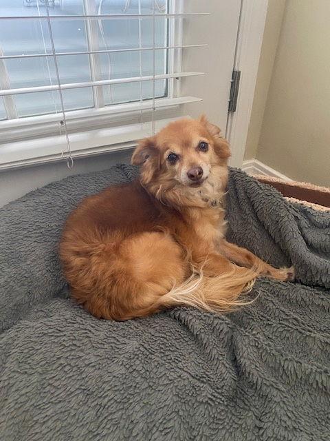 Fauxy, a Adoptable Pomeranian in Salt Lake City, UT image 2/3