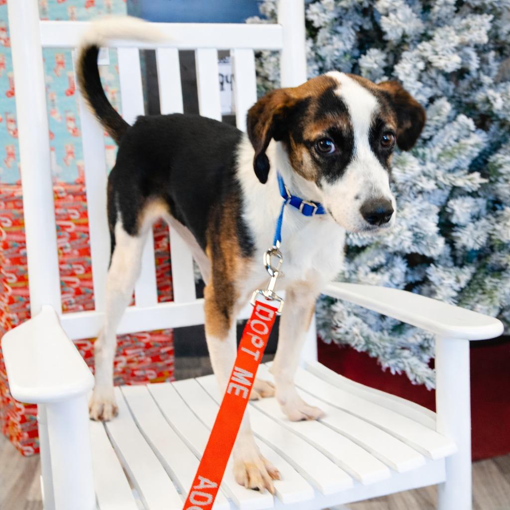 Stiles, Adoptable, Young Male Mixed Breed.