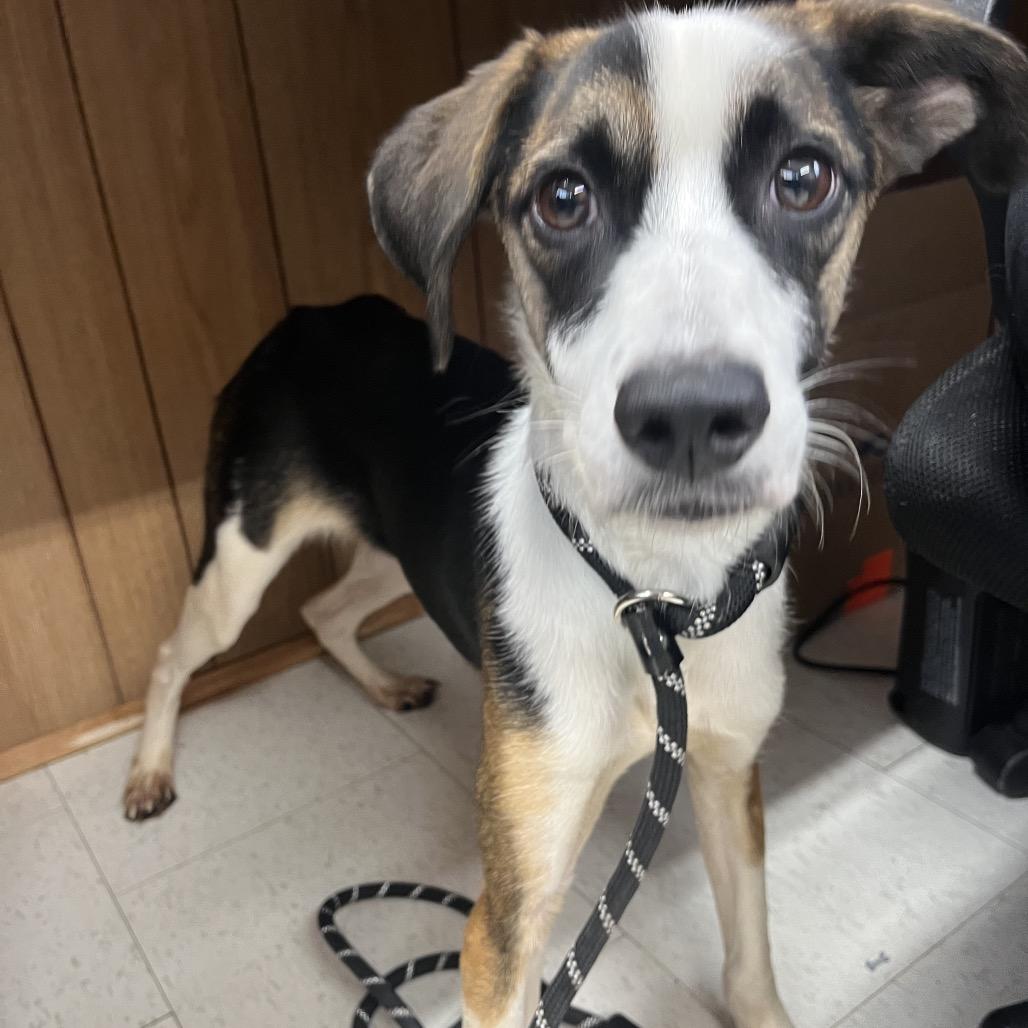 Stiles, Adoptable, Young Male Mixed Breed.