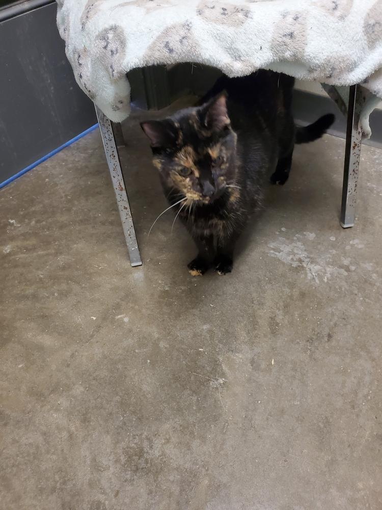 Enlarge Missey, a Adoptable mixed breed in Bartlesville, OK image 2/2