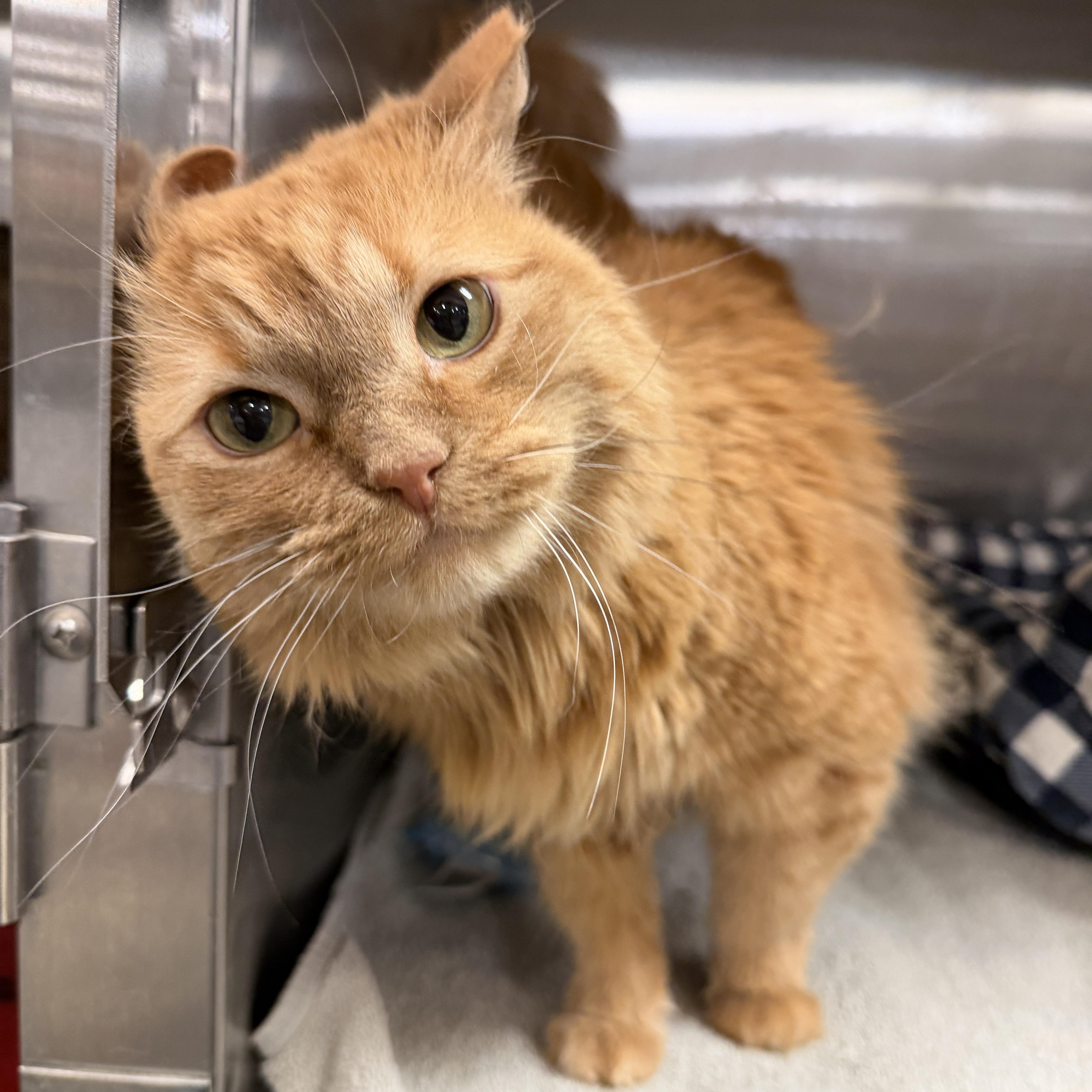 Enlarge Jessie, a ADOPTABLE Domestic Medium Hair in Tucson, AZ image 1/1