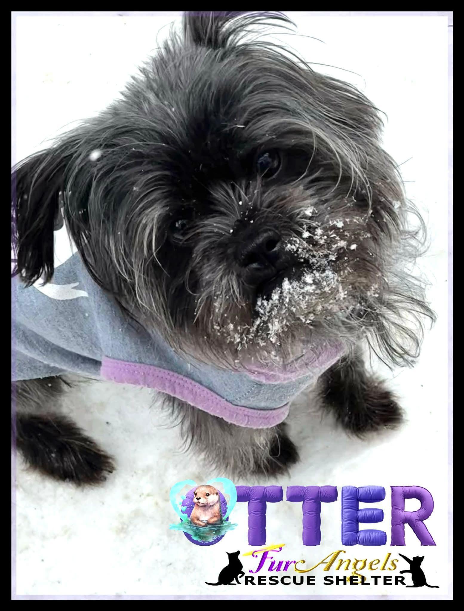 Enlarge Otter, an adopted mixed breed in Toledo, OH image 1/1