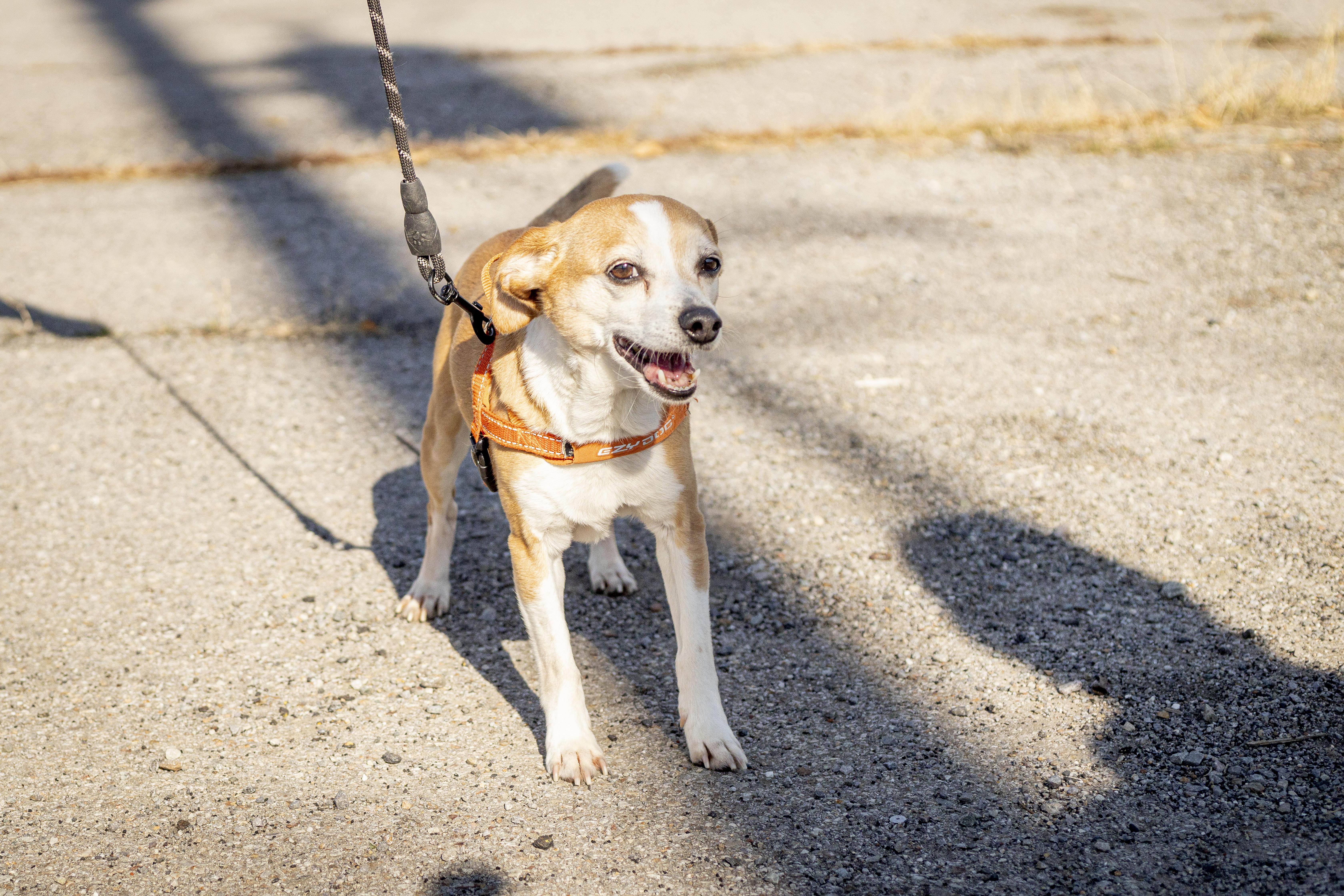 Enlarge Ray, a Adoptable mixed breed in Kellogg, ID image 2/3