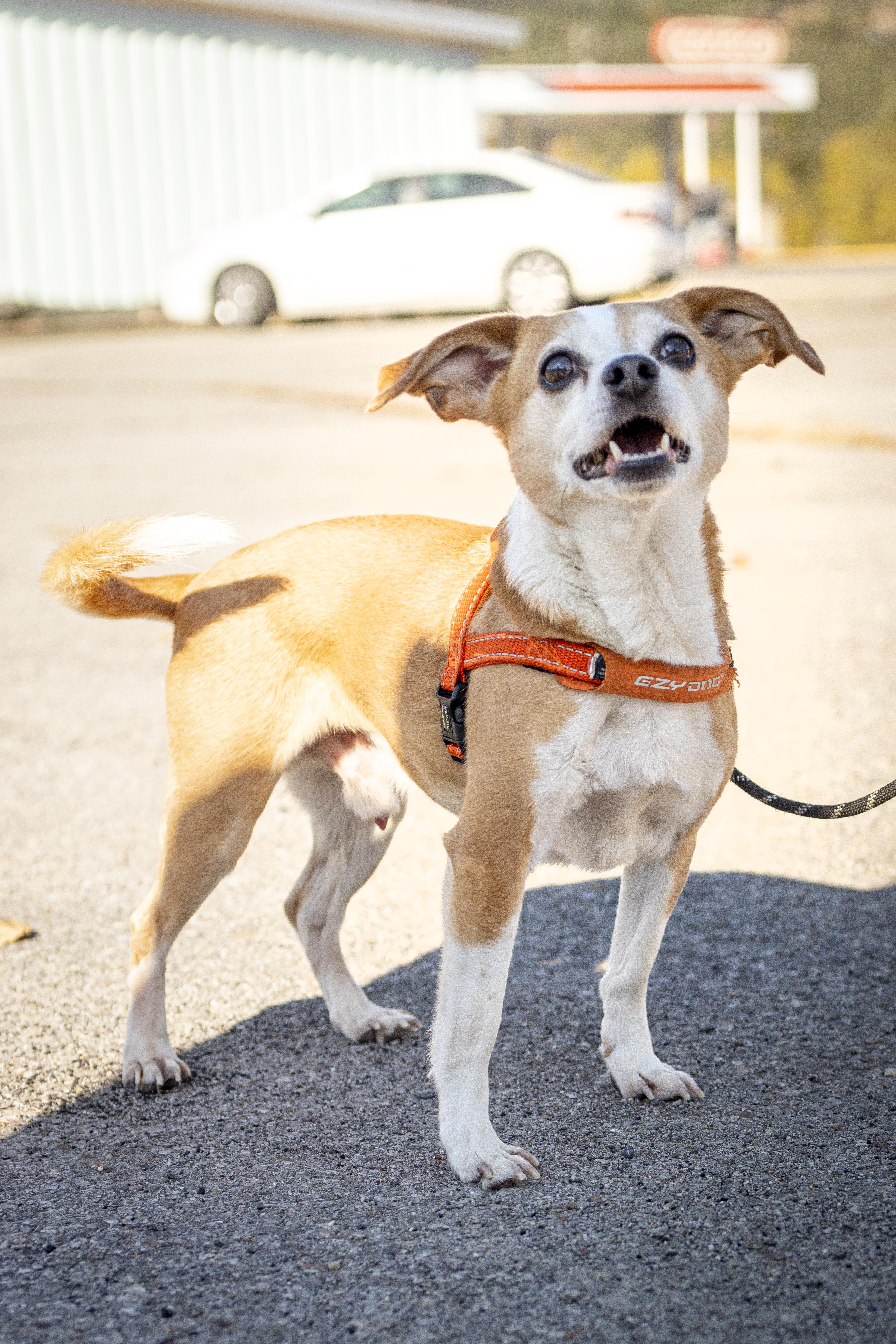 Ray, Adoptable, Senior Male Beagle & Chihuahua.