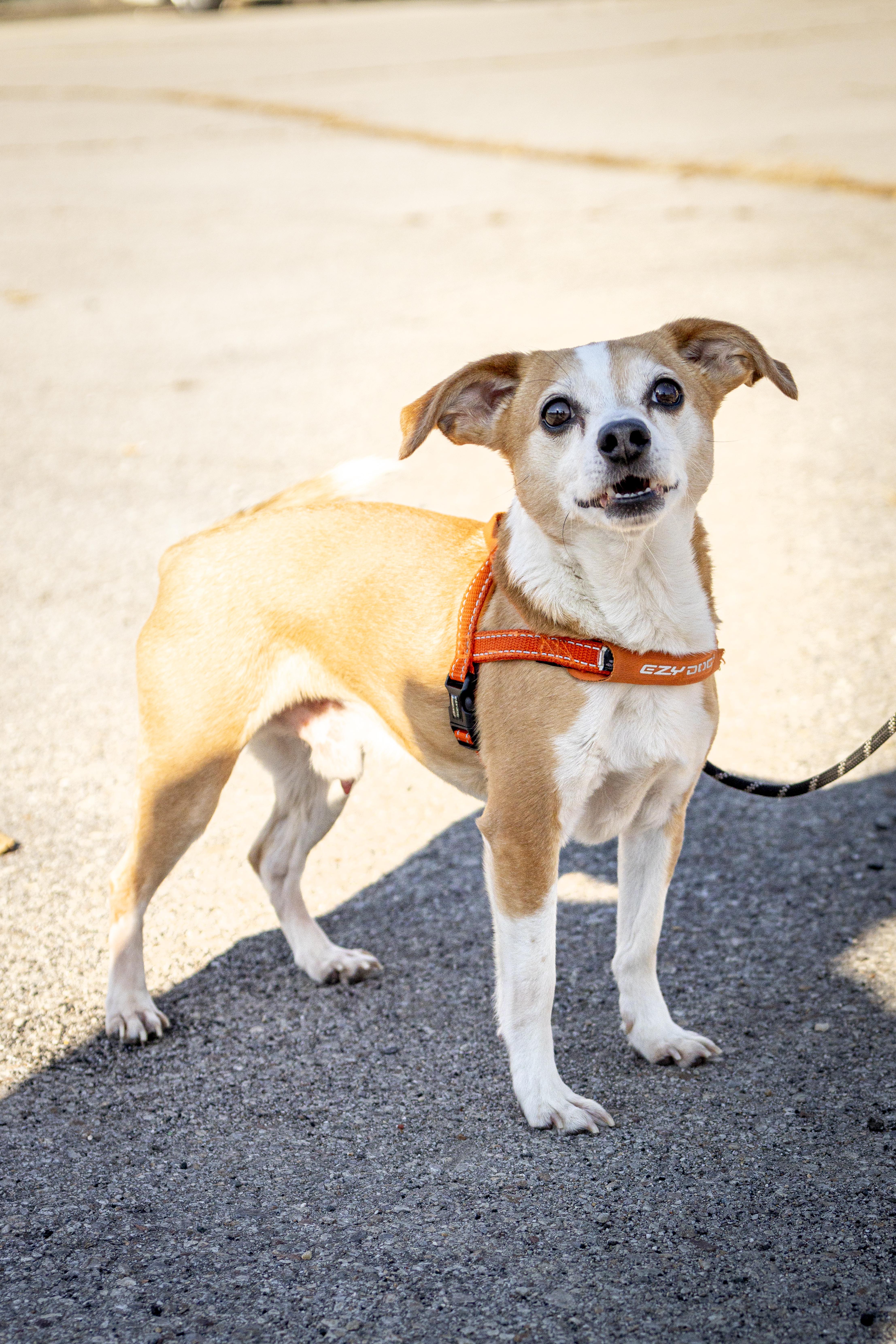 Enlarge Ray, a Adoptable mixed breed in Kellogg, ID image 3/3