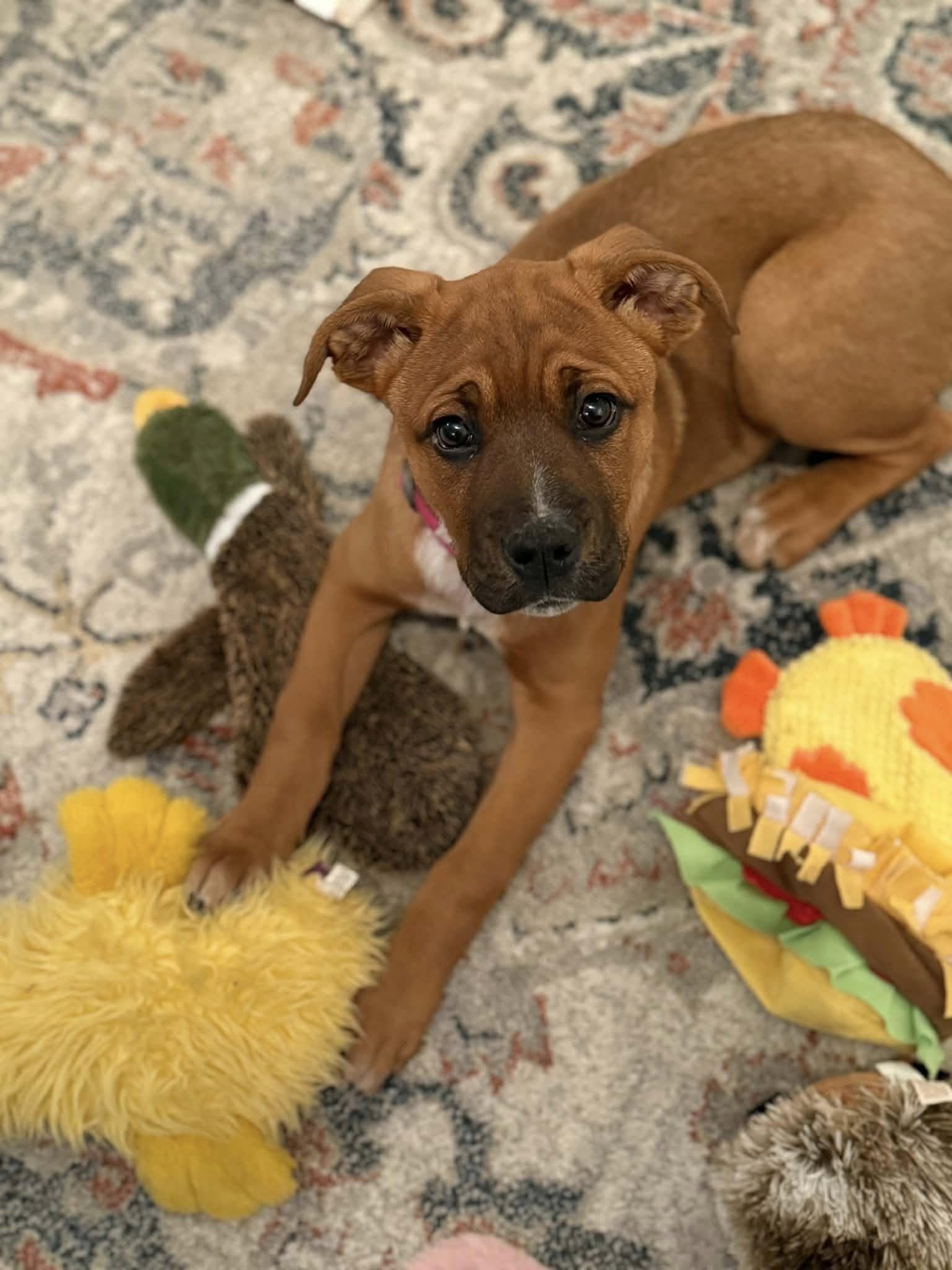 Enlarge Matilda, a Adoptable mixed breed in Lake View, NY image 1/1