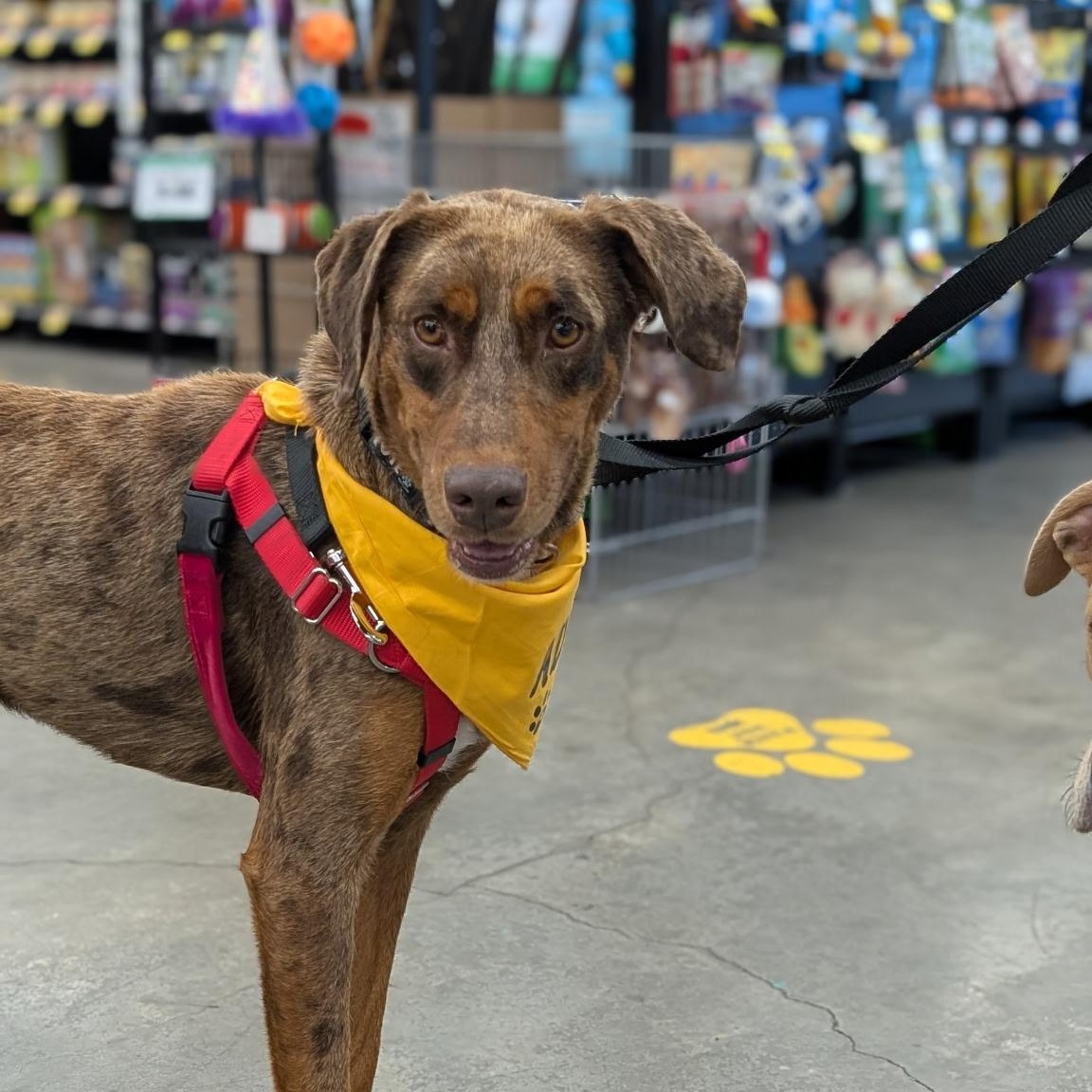 Enlarge Cowboy, a Adoptable Catahoula Leopard Dog in Lodi, CA image 3/6