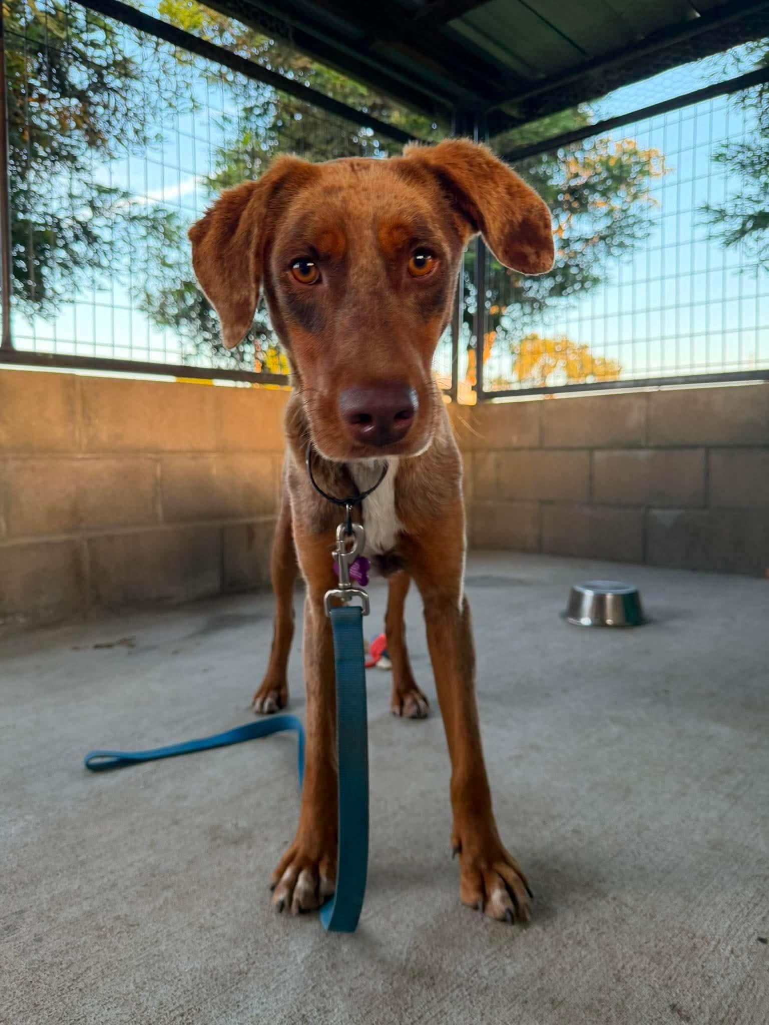Enlarge Cowboy, a Adoptable Catahoula Leopard Dog in Lodi, CA image 6/6