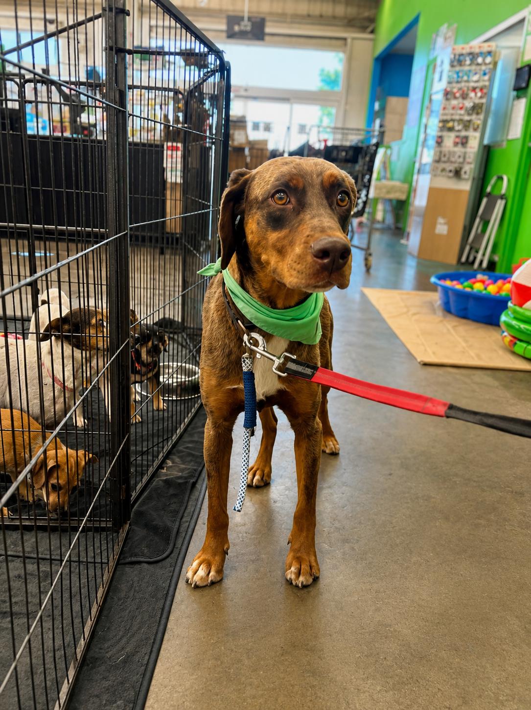 Enlarge Cowboy, a Adoptable Catahoula Leopard Dog in Lodi, CA image 4/6
